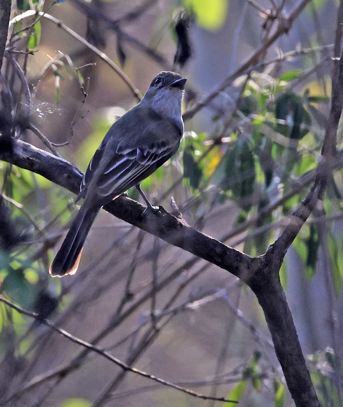 Brown-crested Flycatcher (Myiarchus tyrannulus) Agua Dulce Paraguay (10).jpg