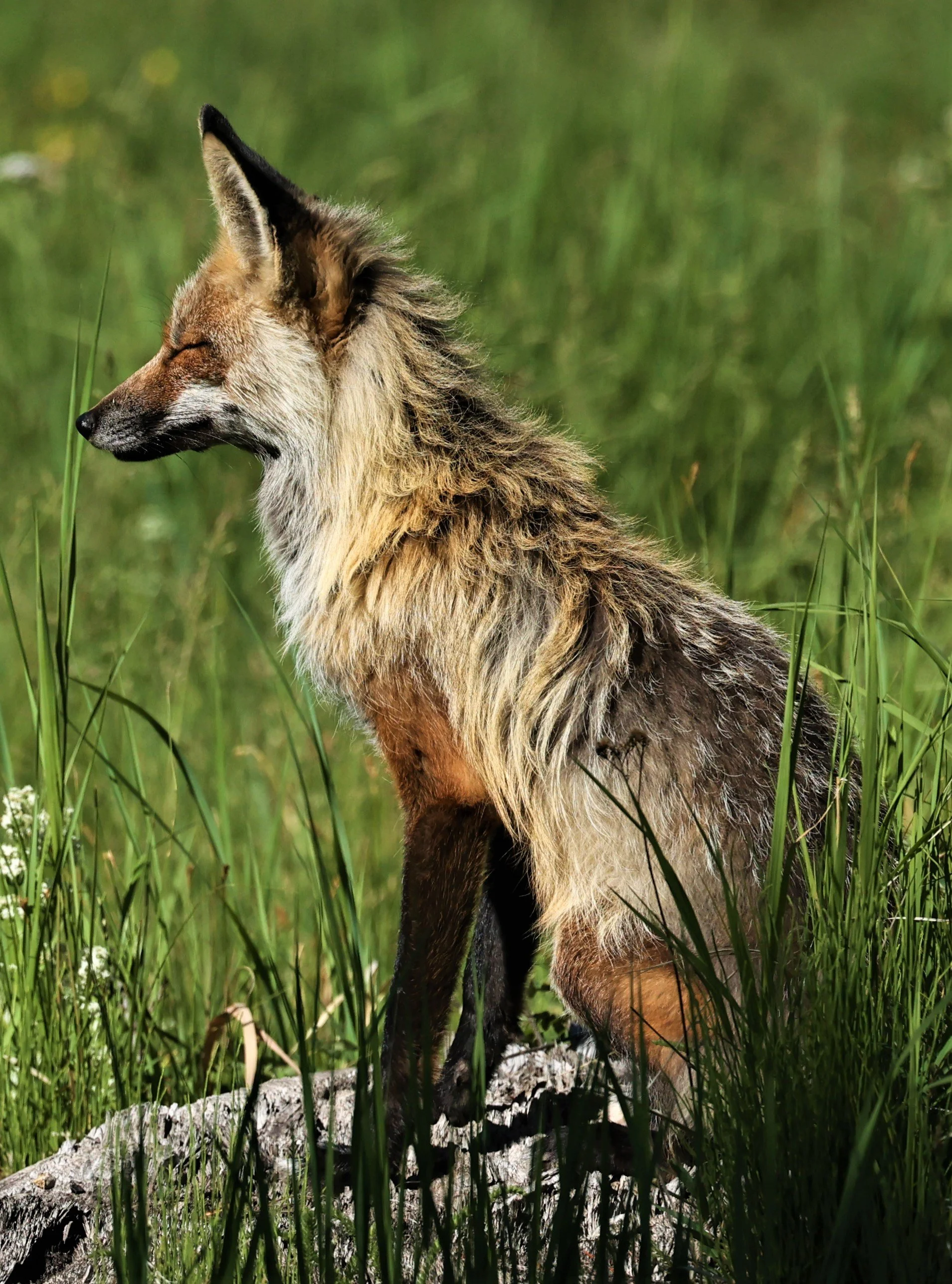 Vulpes vulpes Red Fox — Coke Smith Wildlife