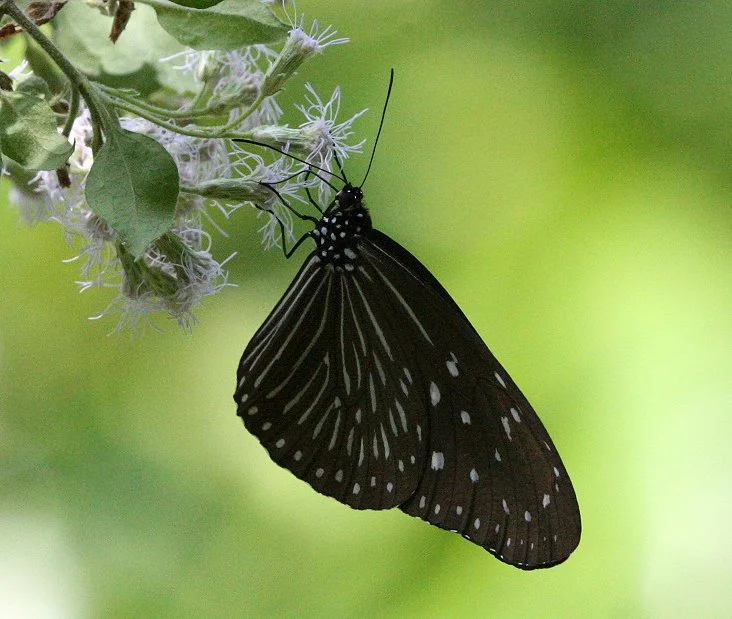 Nymphalidae - Euploea mulciber - Kaeng Krachan, Thailand 