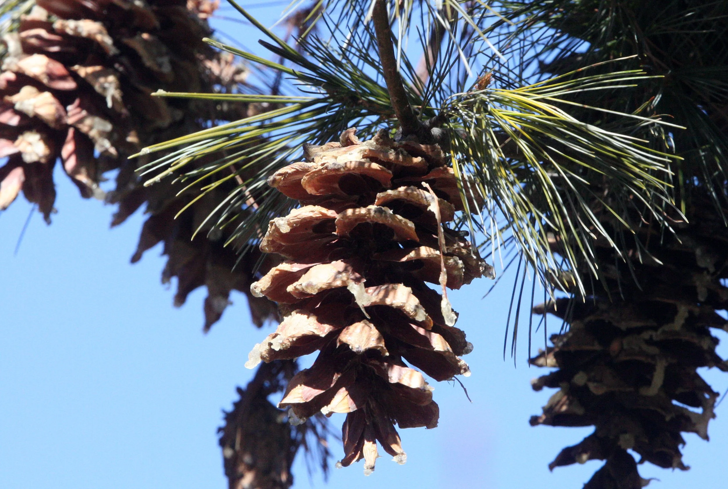YUNNAN - BAIMA SNOW MOUNTAIN NATIONAL PARK - PINUS SPECIES (3).JPG