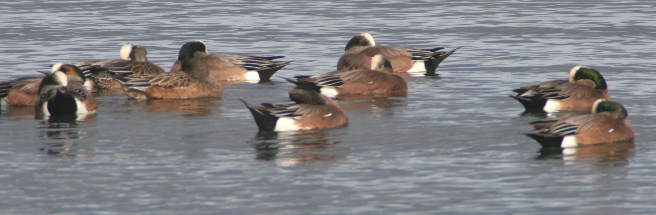 WIGEON - AMERICAN WIGEON - Mareca americana - THREE CRABS DUNGENESS RIVER MOUTH WETLAND SEQUIM WASHINGTON (74).jpg