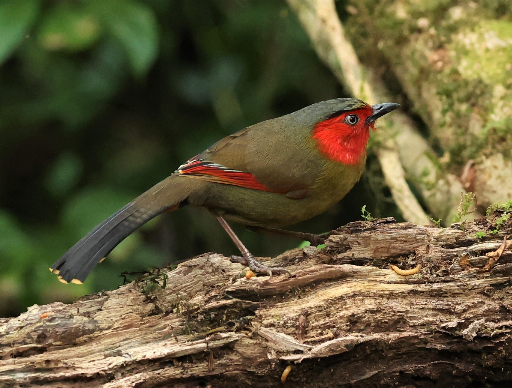 LIOCICHLA - SCARLET-FACED LIOCICHLA - Liocichla ripponi - DOI PHA HOM POK NP DOI LANG EAST FEB 2022 (45).jpg