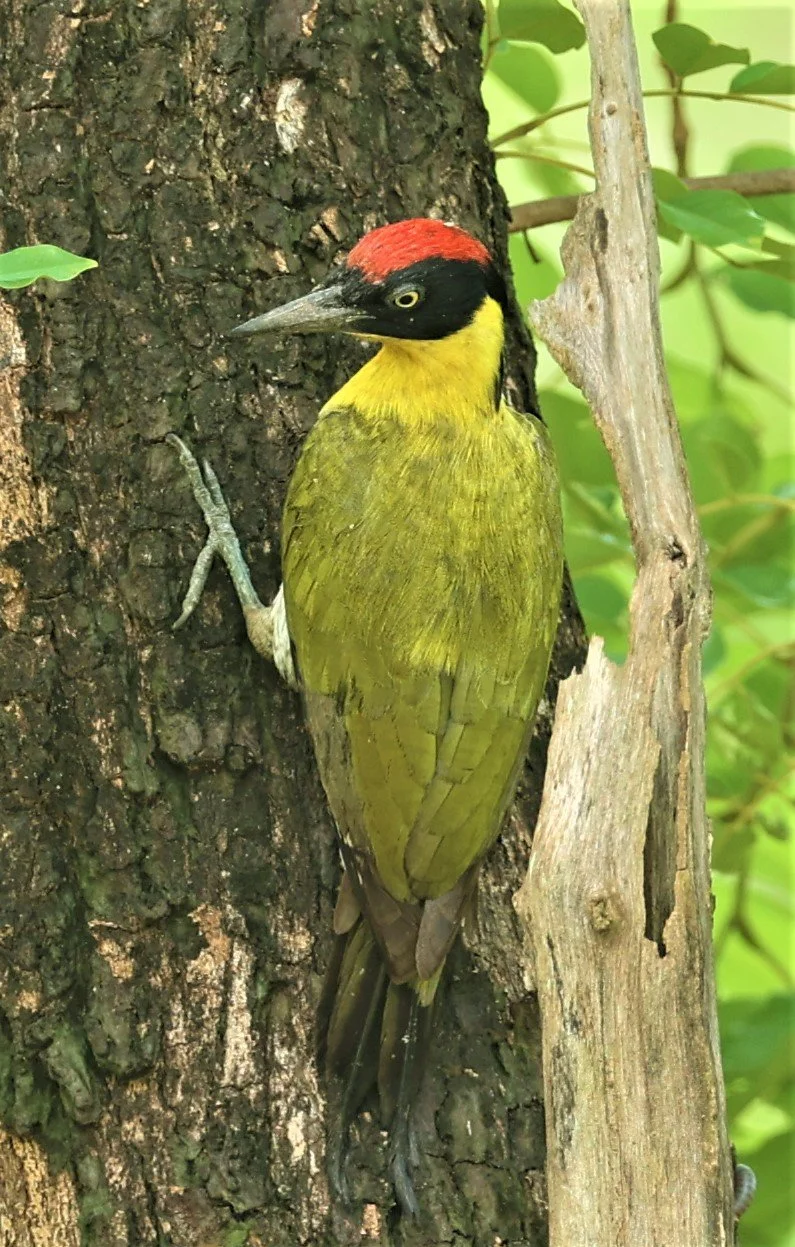 The Dry Deciduous Forests of Huai Kha Khaeng are great for Black-headed Woodpecker (Picus erythropygius)