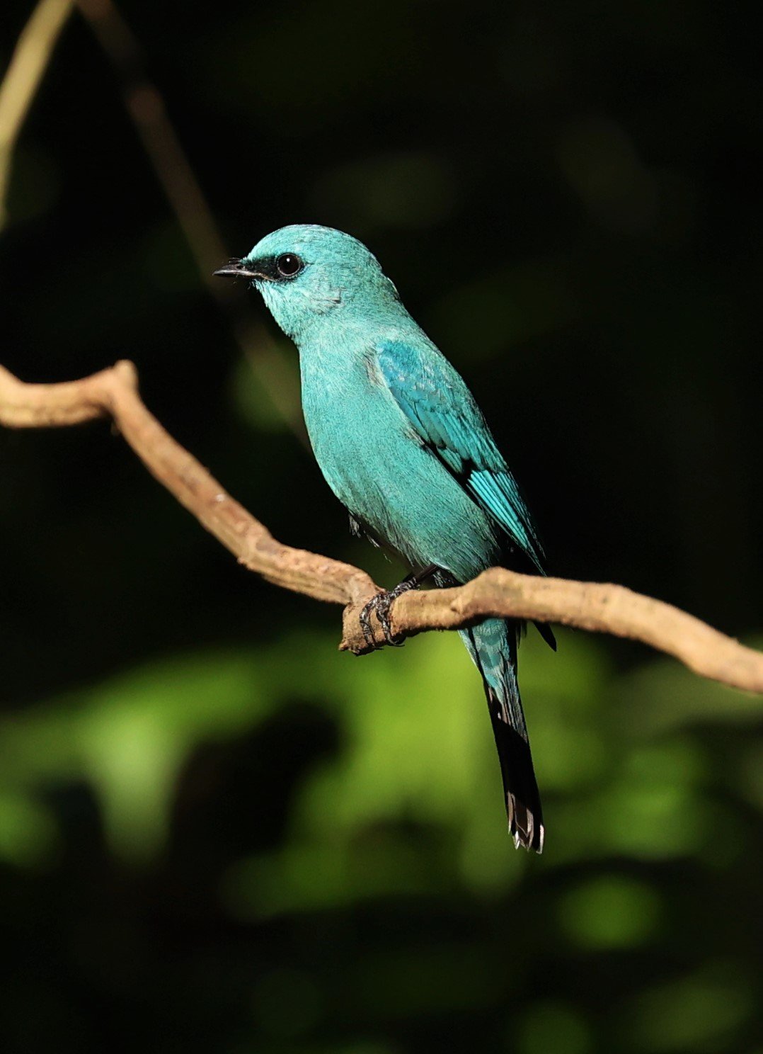 FLYCATCHER - VERDITER FLYCATCHER - Eumyias thalassina - WAT THAM PRATHUM CHONBURI JAN 30 2022 (136).jpg