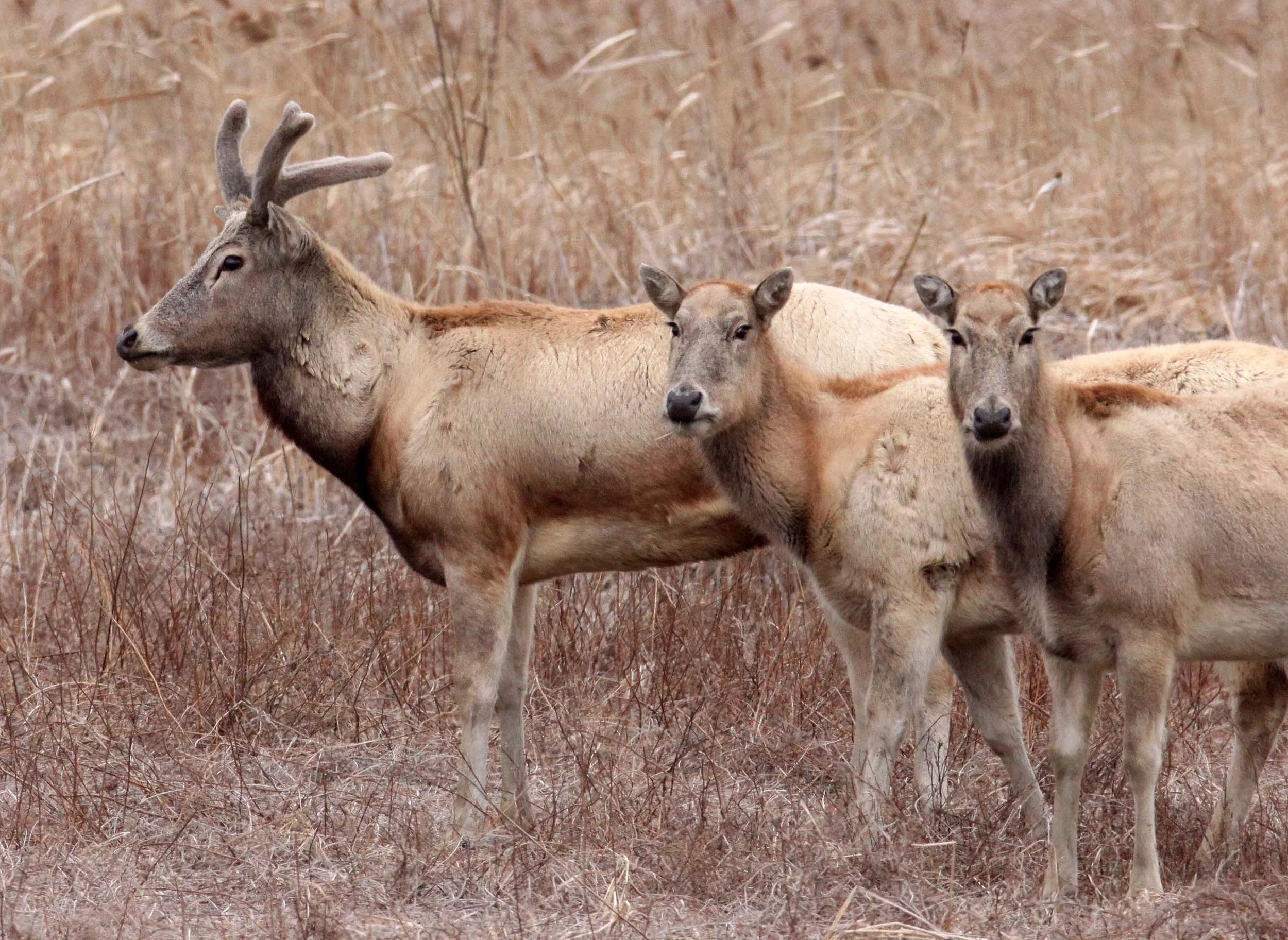 Elaphurus davidianus - PERE DAVID'S DEER- YANCHENG CHINA (11).JPG