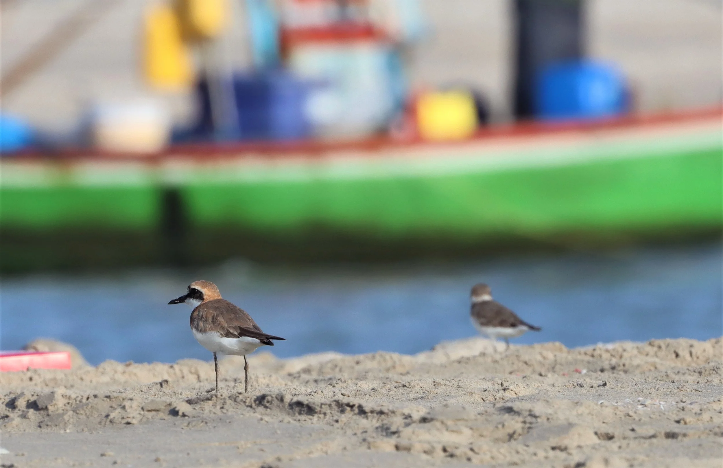 PLOVER - LESSER SAND-PLOVER - Charadrius mongolus - LAEM PAK BIA PETBURI A (3).jpg
