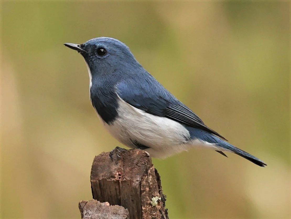 FLYCATCHER - ULTRAMARINE FLYCATCHER - Ficedula superciliaris - DOI LANG WEST, DOI PHA HOM POK NP, CHIANG MAI DEC 2021 (51).jpg