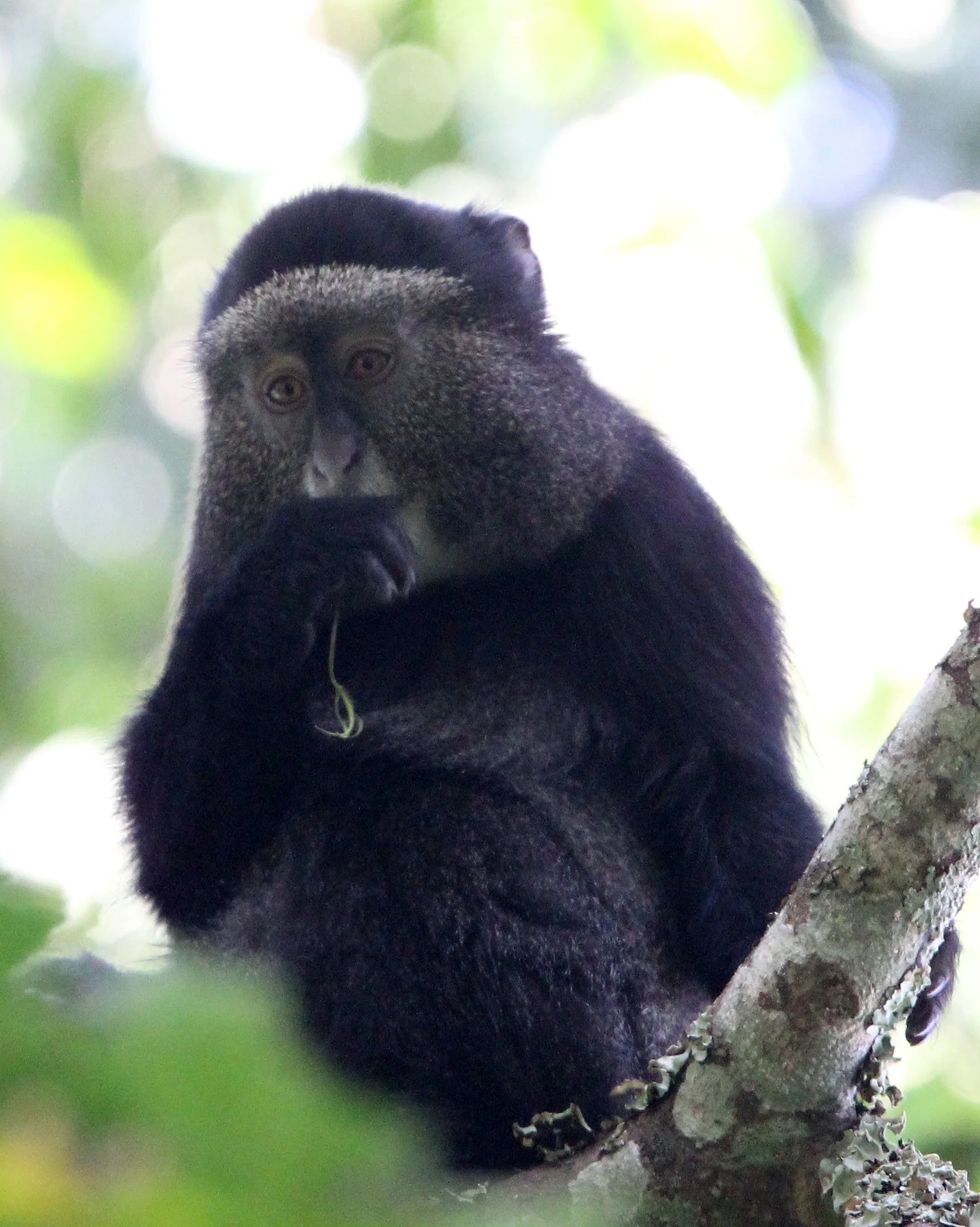 CERCOPITHECIDAE - Cercopithecus doggetti - SILVER MONKEY - NYUNGWE NATIONAL PARK RWANDA (164).JPG