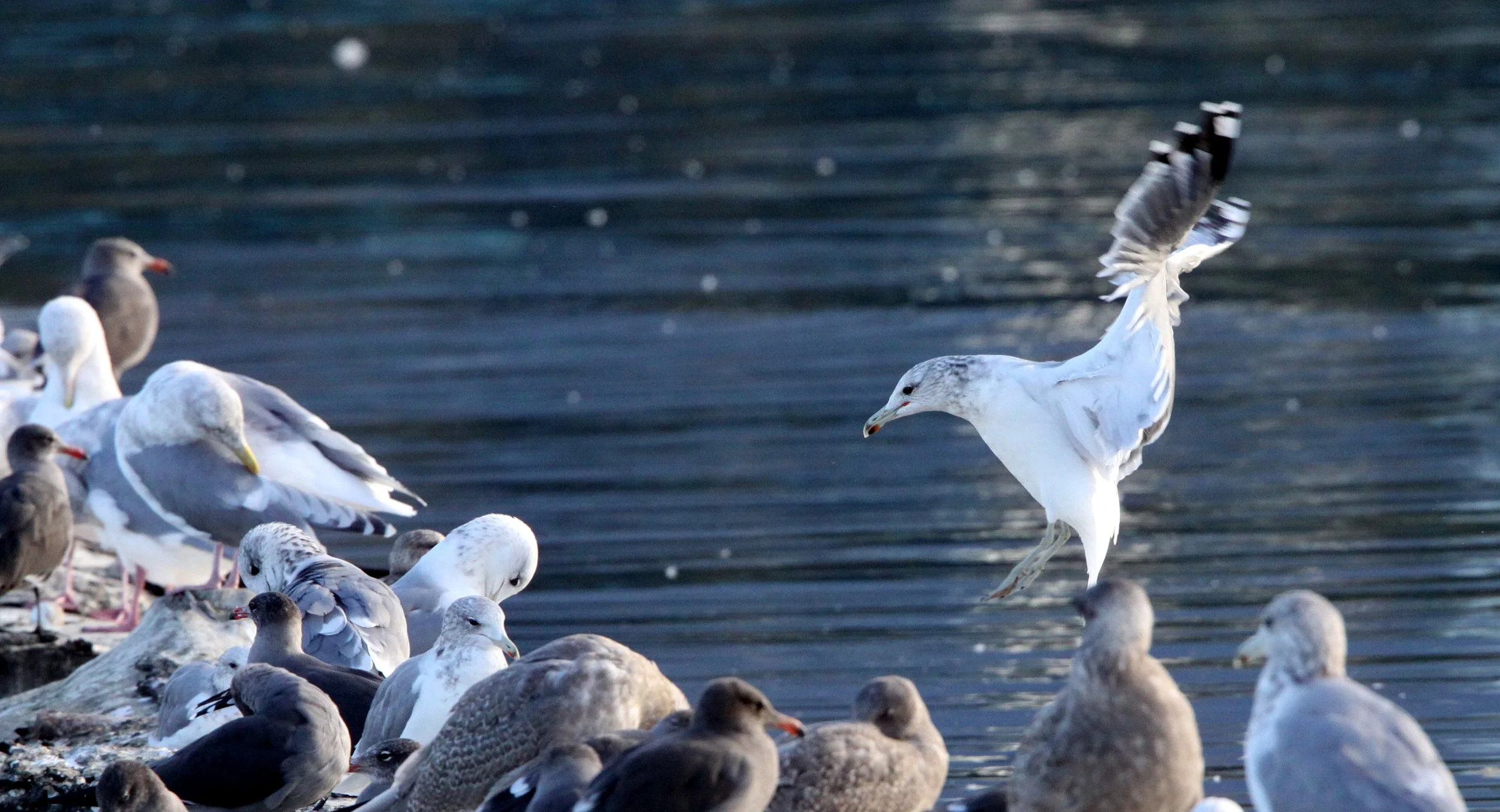 BIRD - GULL - HEERMAN'S GULL - PORT ANGELES HARBOR.JPG