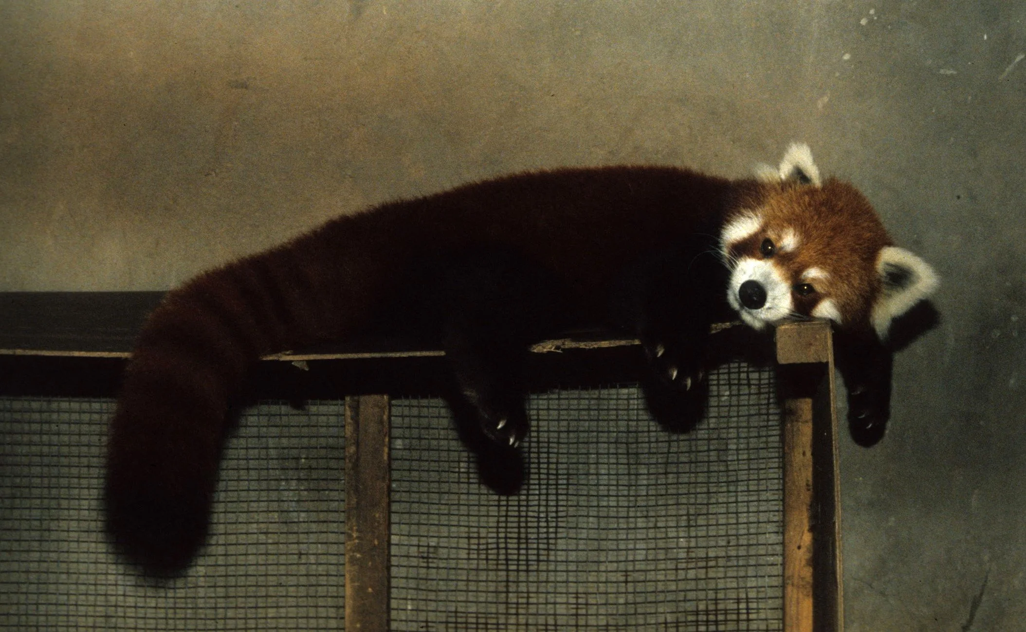 URSID - RED PANDA - CHENGDU PANDA RESERVE.jpg