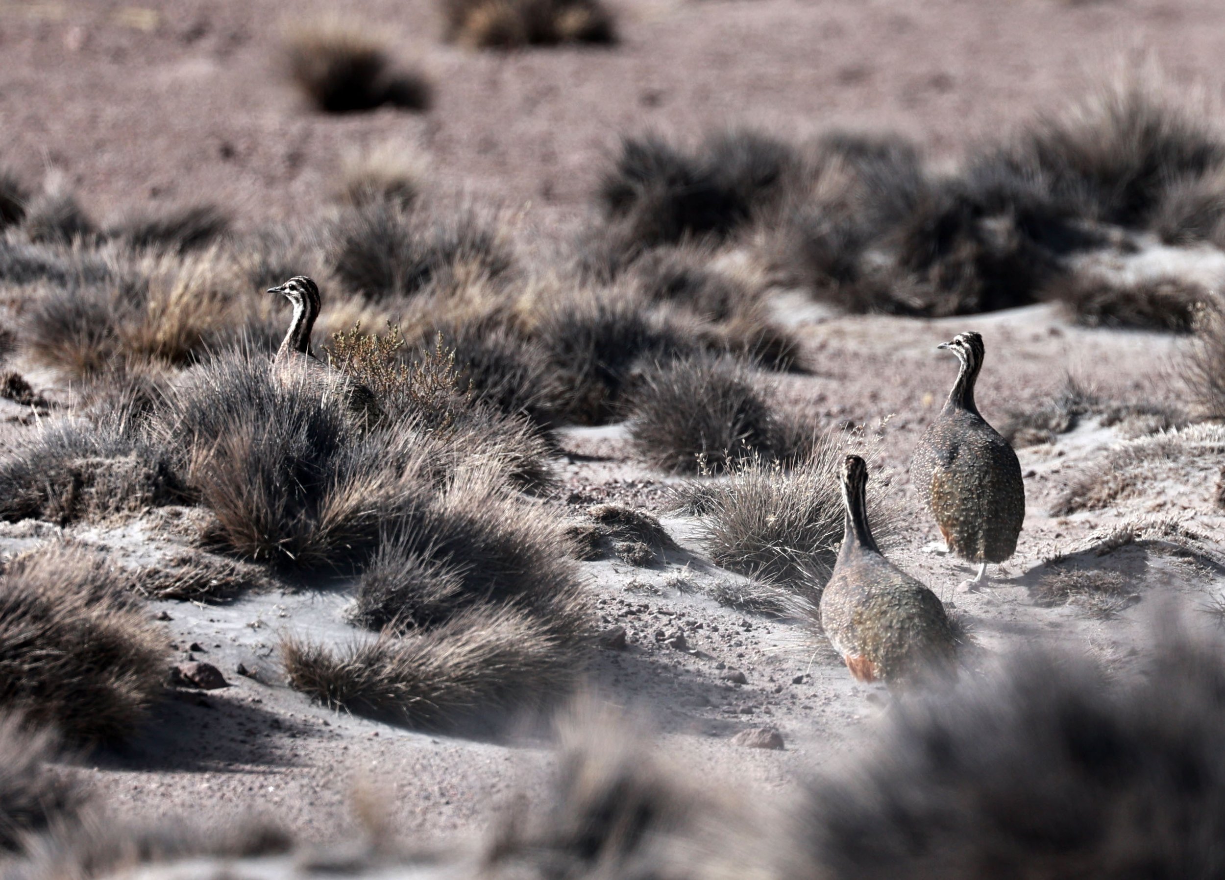 Tinamou - Ornate Tinamou - Nothoprocta ornata - Lauca National Park, Chile (9).jpg