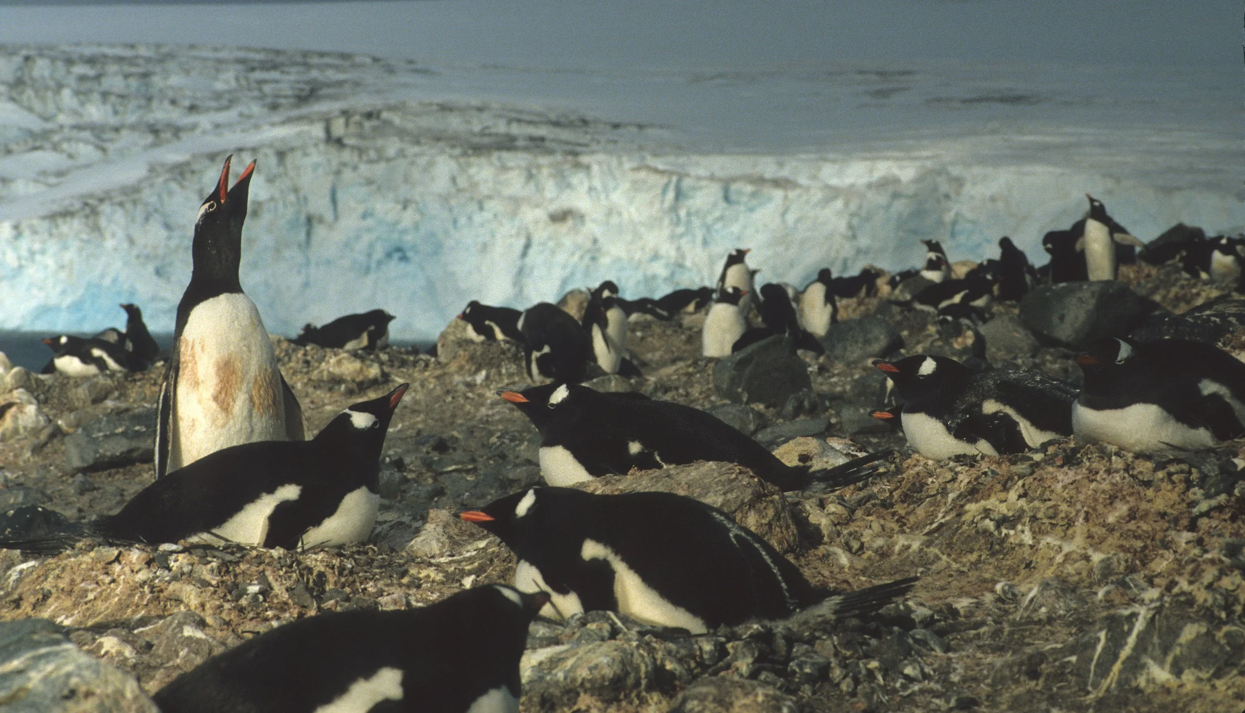 Gentoo Penguin (Pygoscelis papua) Antarctic Peninsula scanned slides 1996 (24).jpg