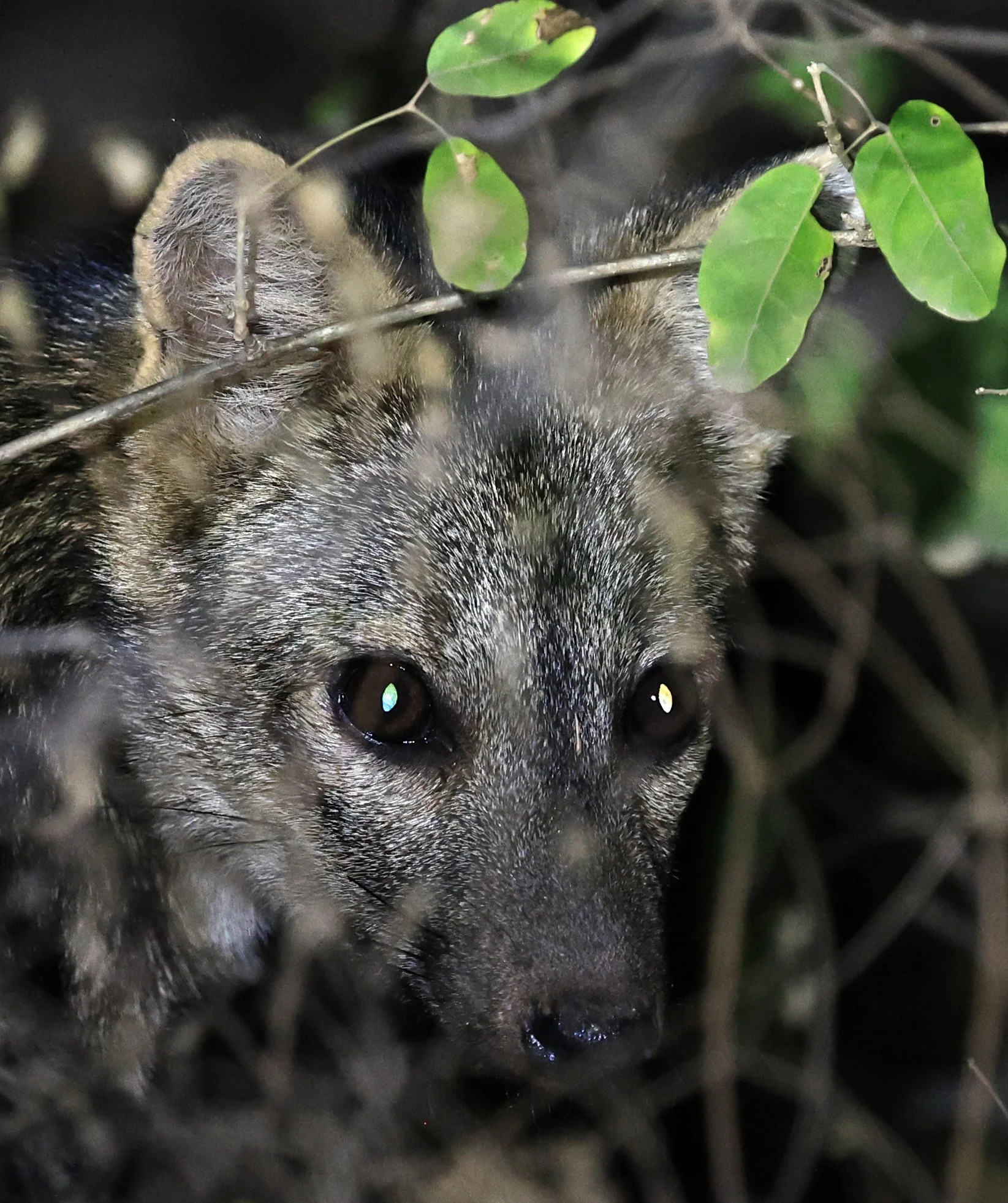 Crab-eating Fox (Cerdocyon thous) Agua Dulce Paraguay (52).jpg