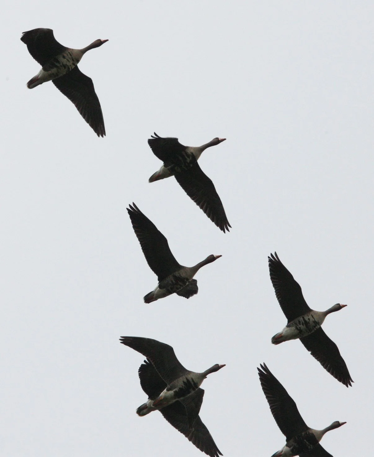 GOOSE - GREATER WHITE FRONTED - Anser albifrons - COSUMNES RIVER PRESERVE CALIFORNIA (8).JPG