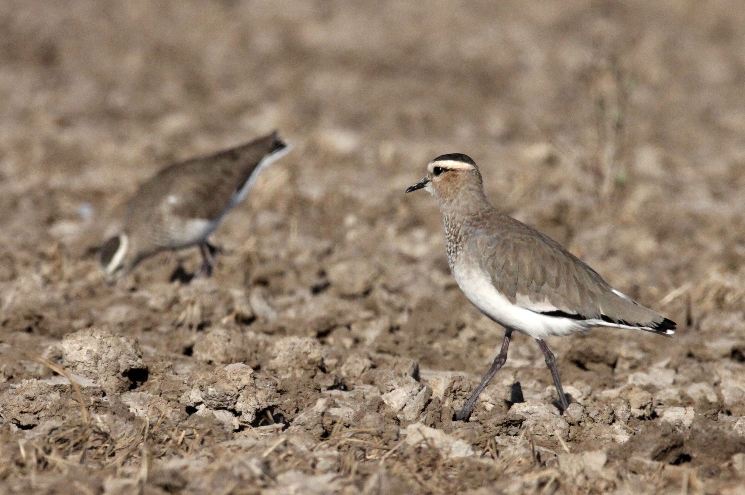 LAPWING - SOCIABLE LAPWING - Vanellus gregarius - LITTLE RANN OF KUTCH GUJARAT INDIA (61).JPG