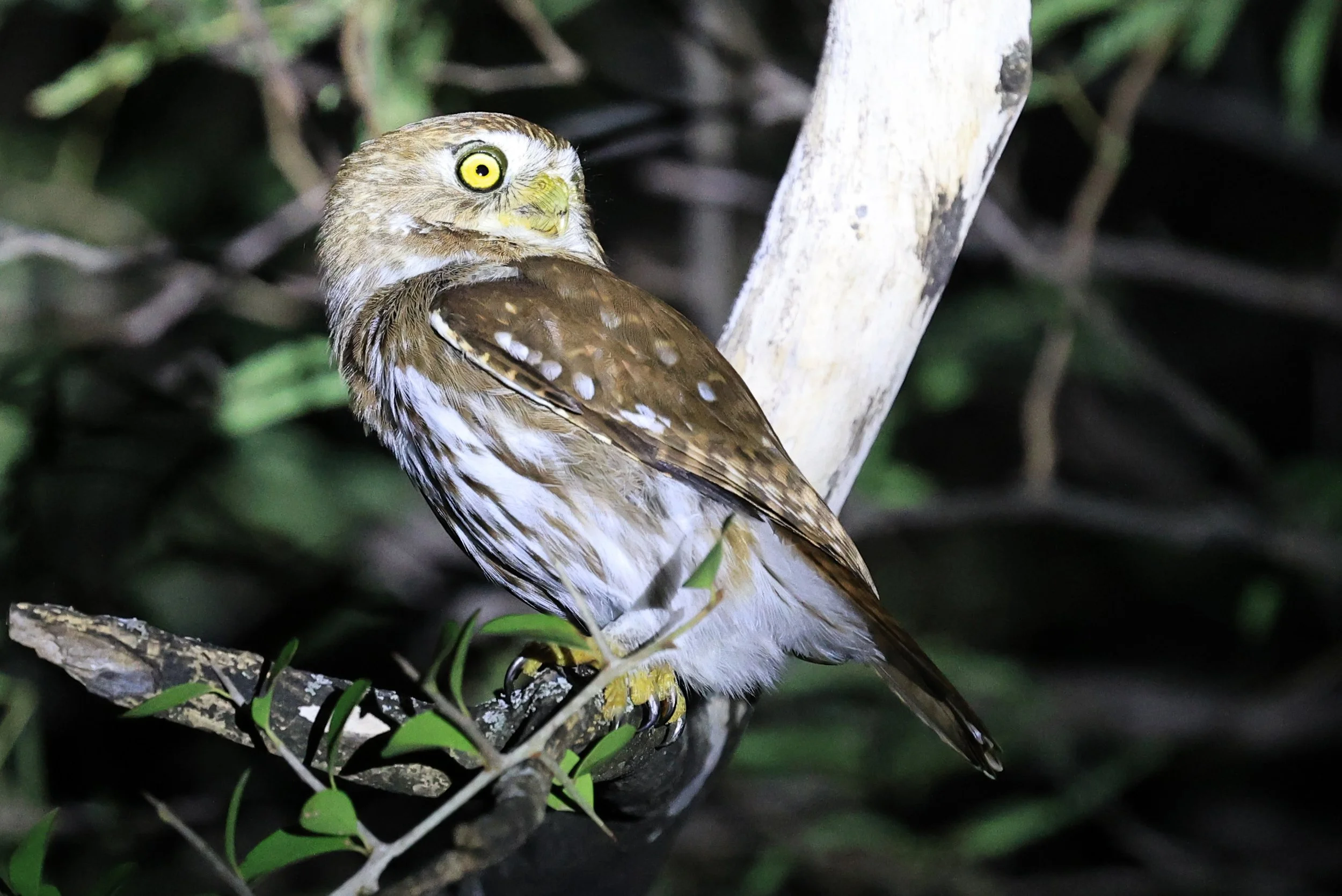 Ferruginous Pygmy-Owl (Glaucidium brasilianum) Reserva Nueland  Selva Serena (40).jpg