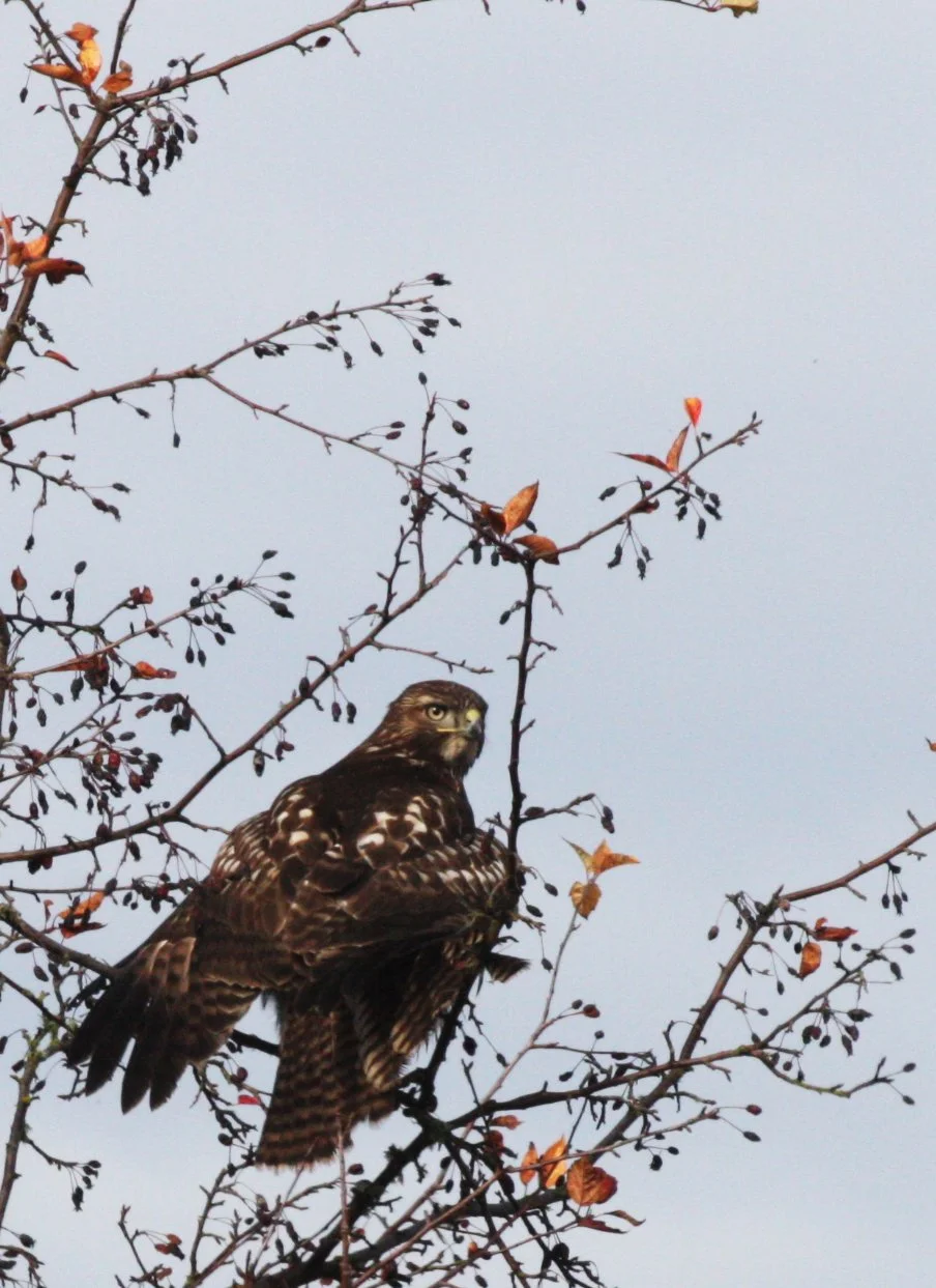 BIRD - HAWK - RED-TAILED HAWK - JAMESTOWN WA (4).JPG