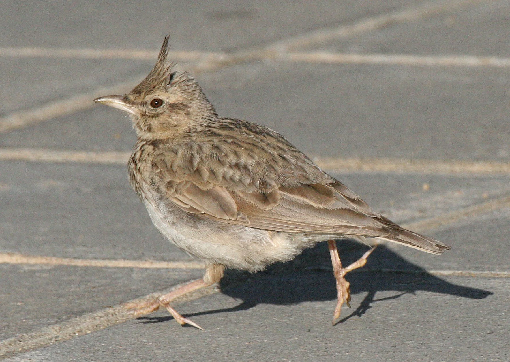 Skylark (Alauda arvensis) Inari Finland (4).jpg