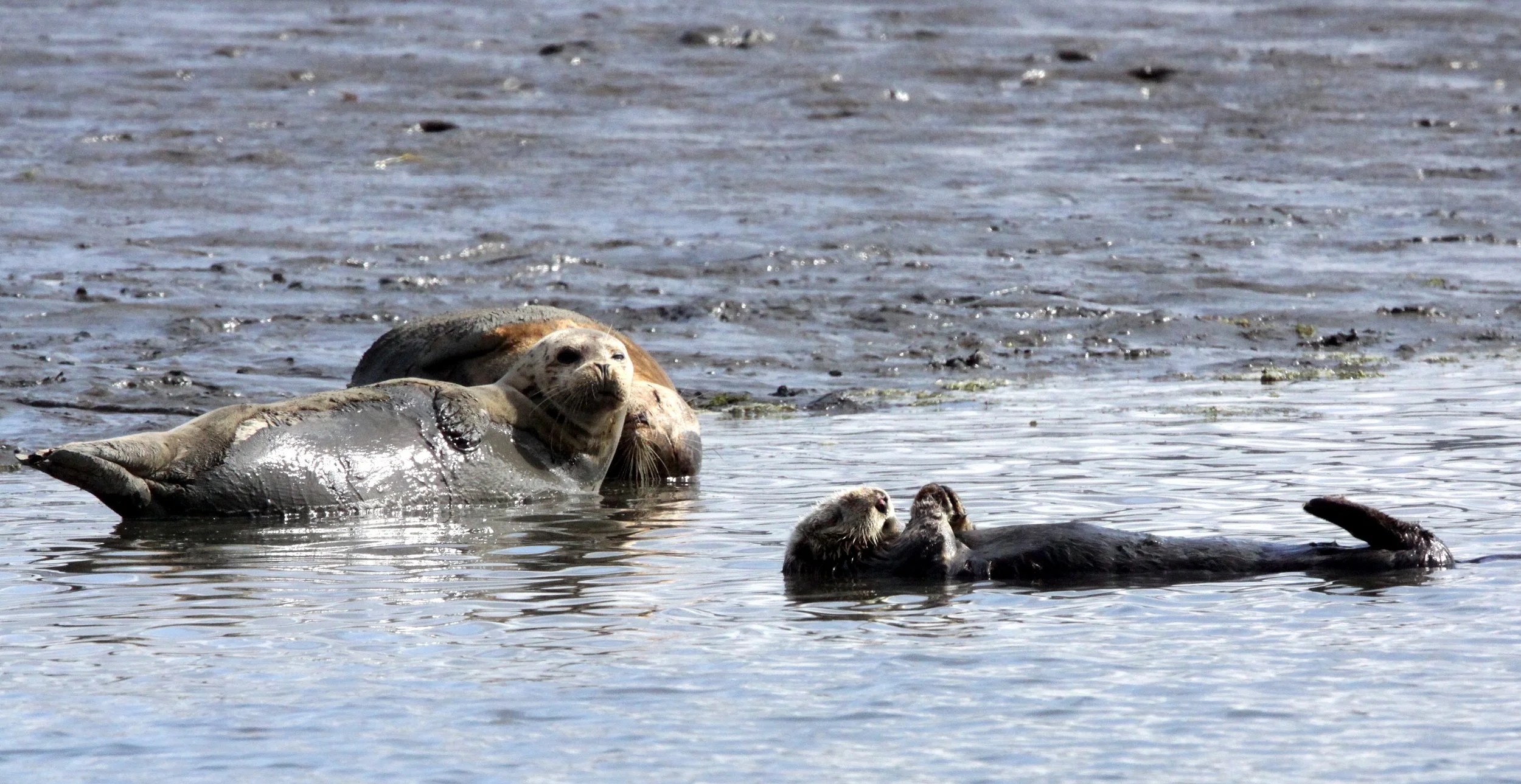 Enhydra lutris nereis - CALIFORNIA SEA OTTER - ELKHORN SLOUGH  WILDLIFE REFUGE CALIFORNIA (27).JPG