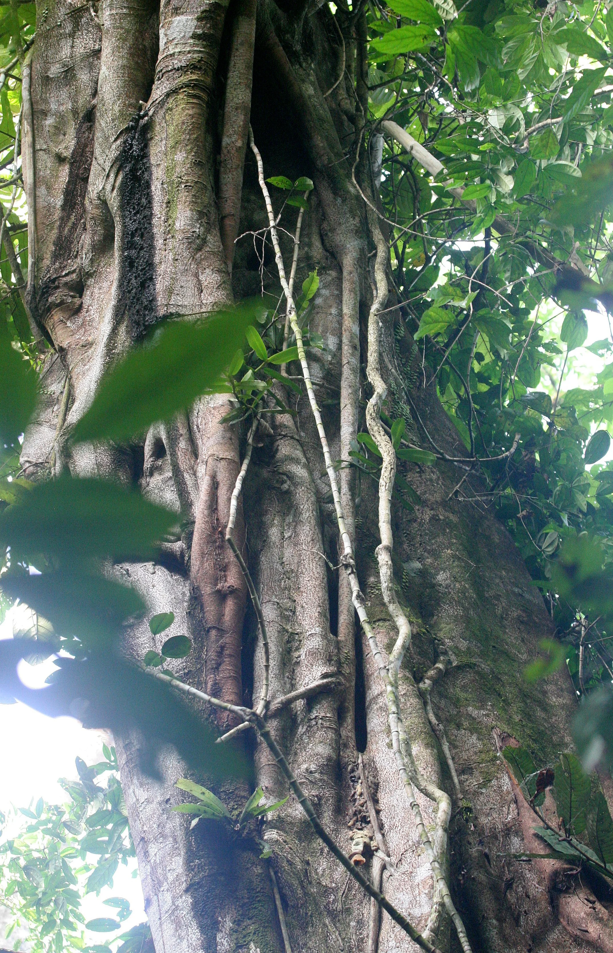 KINABATANGAN RIVER BORNEO - FICUS SPECIES  (4).JPG
