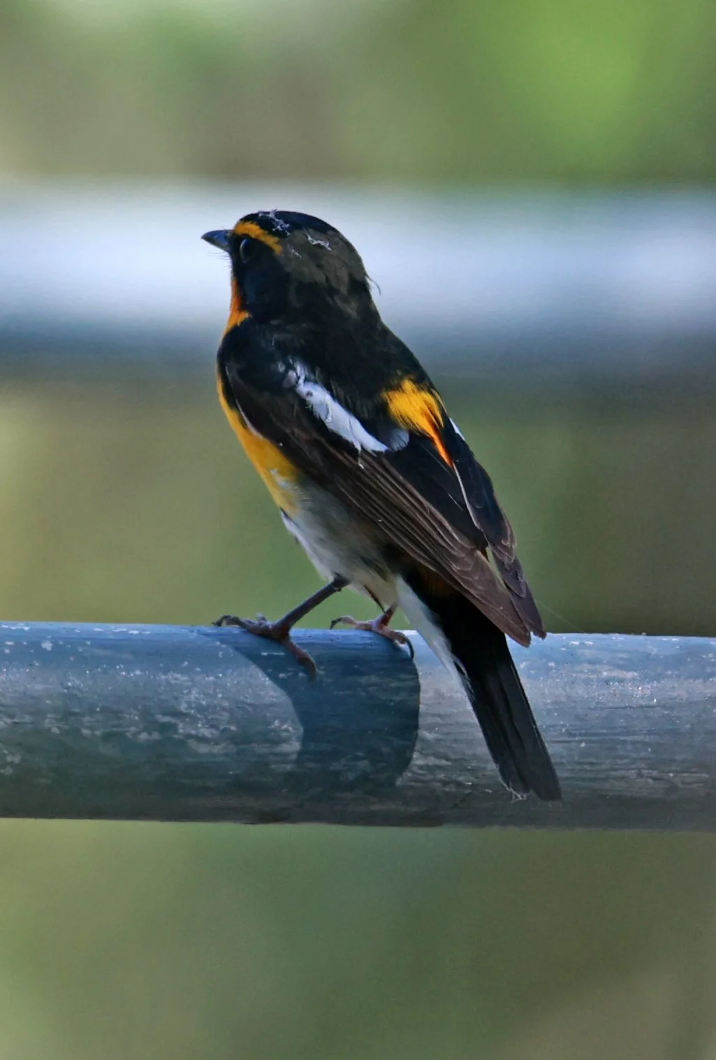 Flycatcher - Narcissus Flycatcher - Ficedula narcissina - Bang Pu Mangrove Forest Reserve, Samut Prakan March 30, 2024 (48).jpg