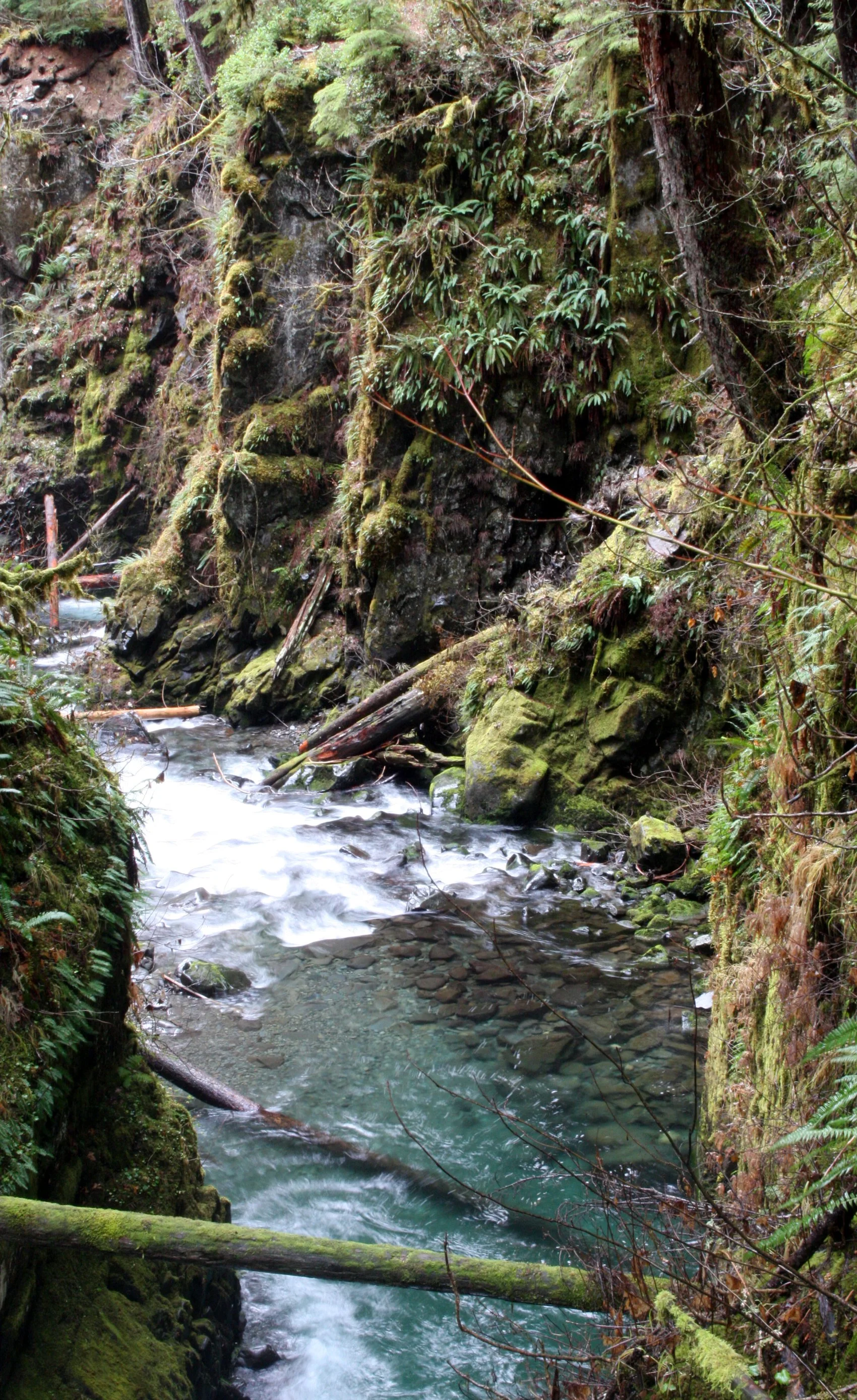 SOL DUC FALLS AND FOREST - ONP WA (30).JPG
