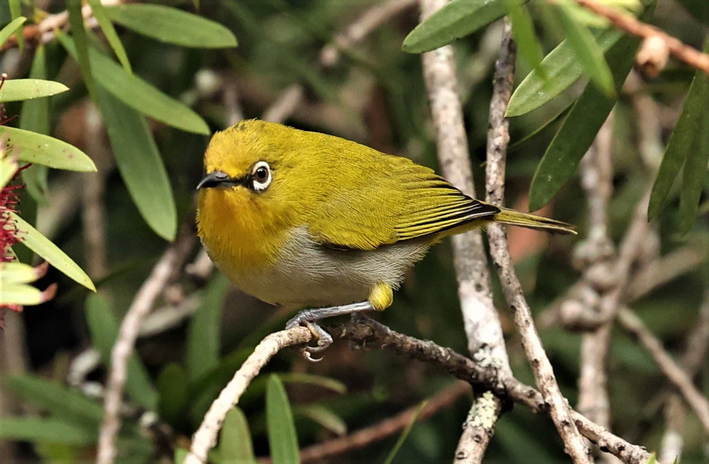 Indian White-eye (Zosterops palpebrosus) Doi Ang Kang Chiang Mai (29).jpg