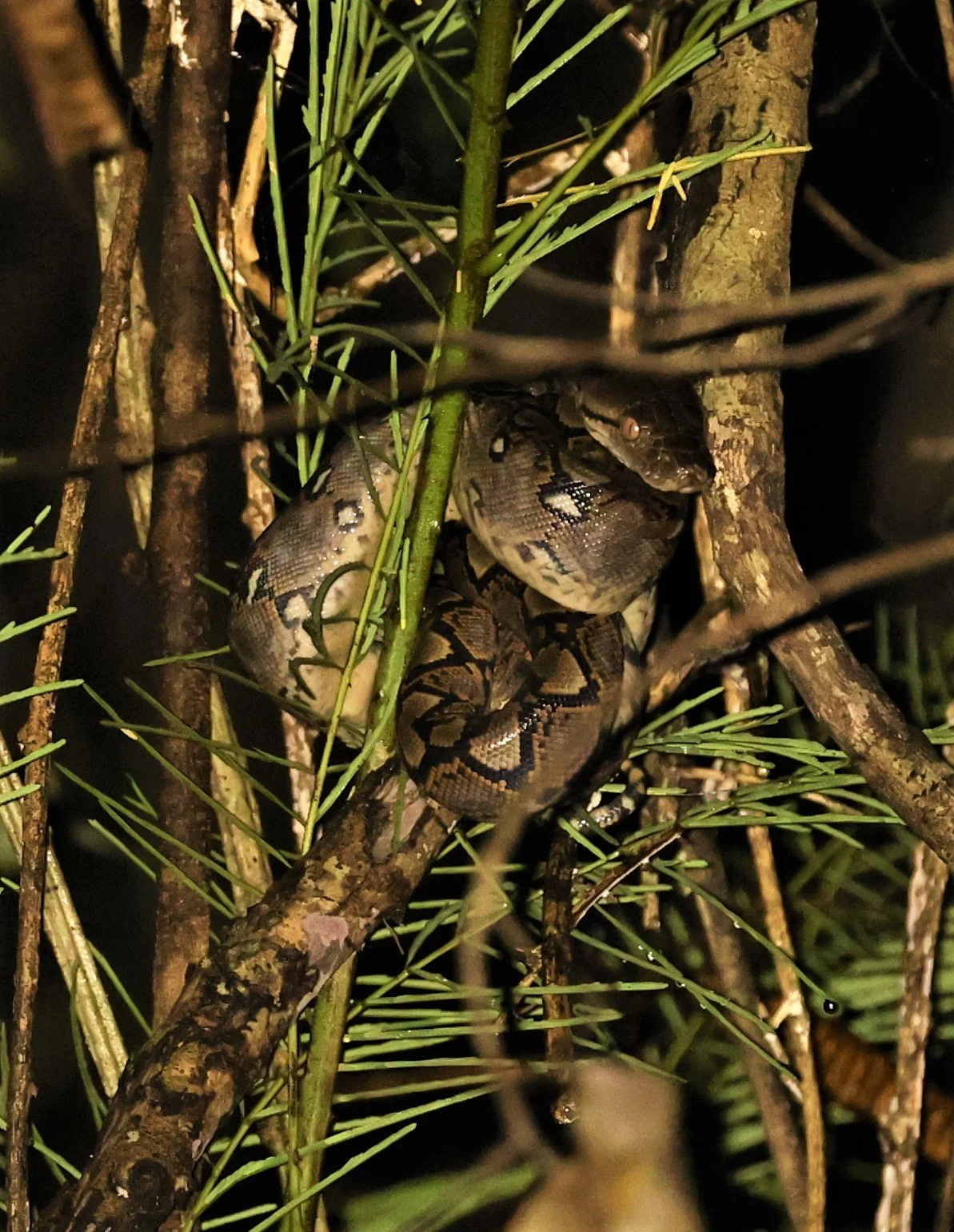Reticulated Python (Malayopython reticulatus) Baan Maka 