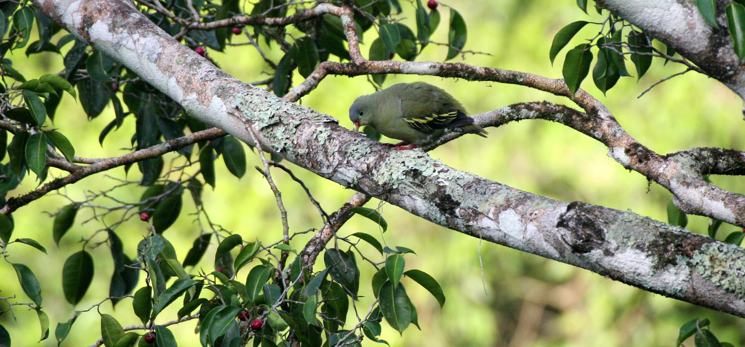 Thick-billed Green Pigeon (Treron curvirostra) Kaeng Krachan NP Thailand (21).JPG