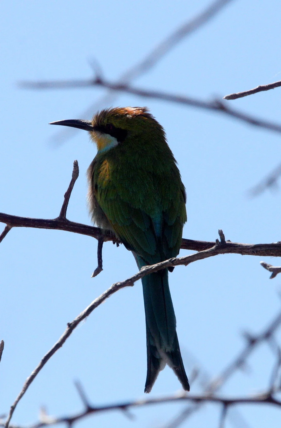 BIRD - BEE-EATER - SWALLOW-TAILED BEE-EATER - MEROPS HIRUNDINEUS - ETOSHA NATIONAL PARK NAMIBIA (3).JPG