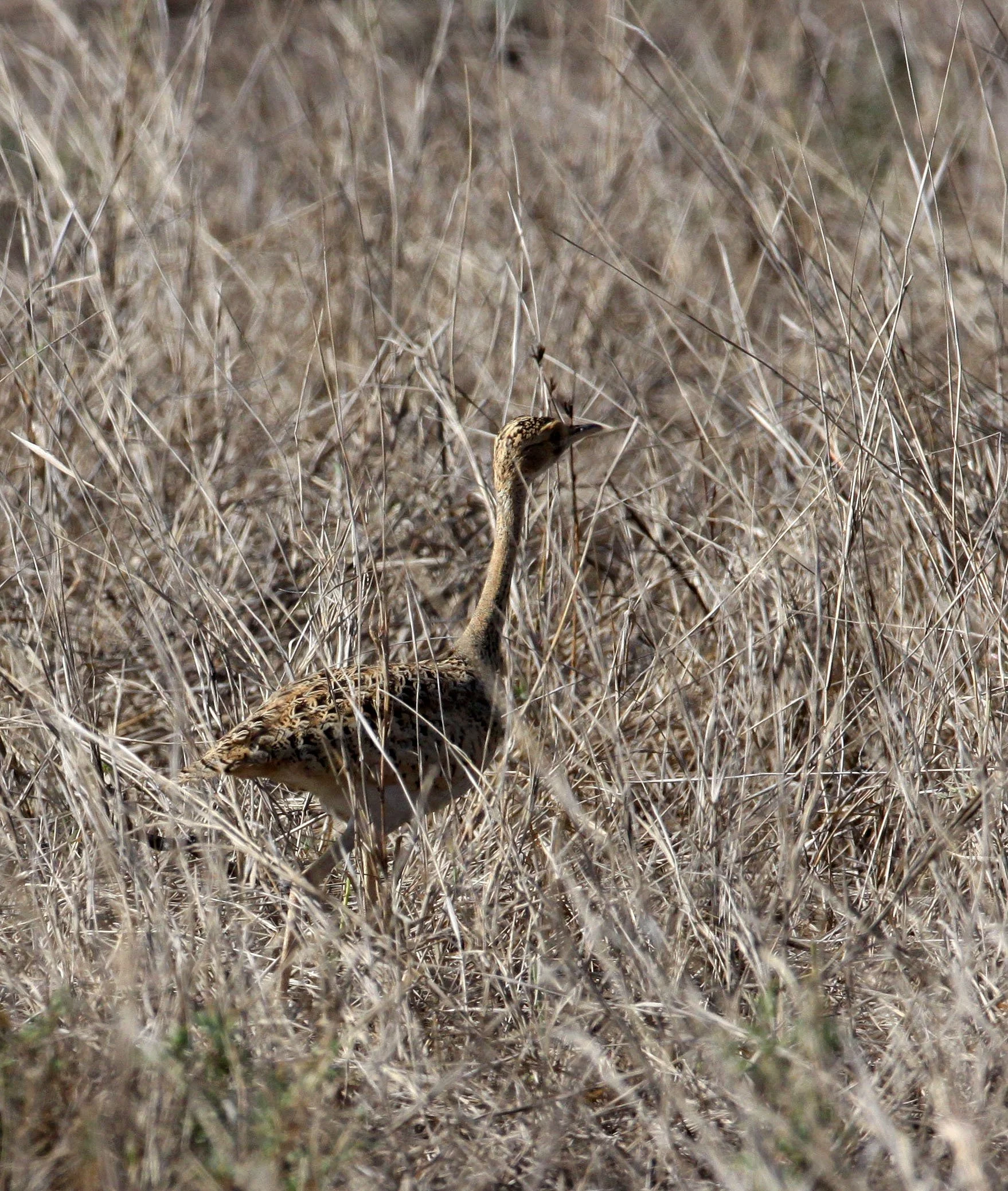 Lesser florican (Sypheotides indicus) Blackbuck NP, Gujarat India (2).JPG