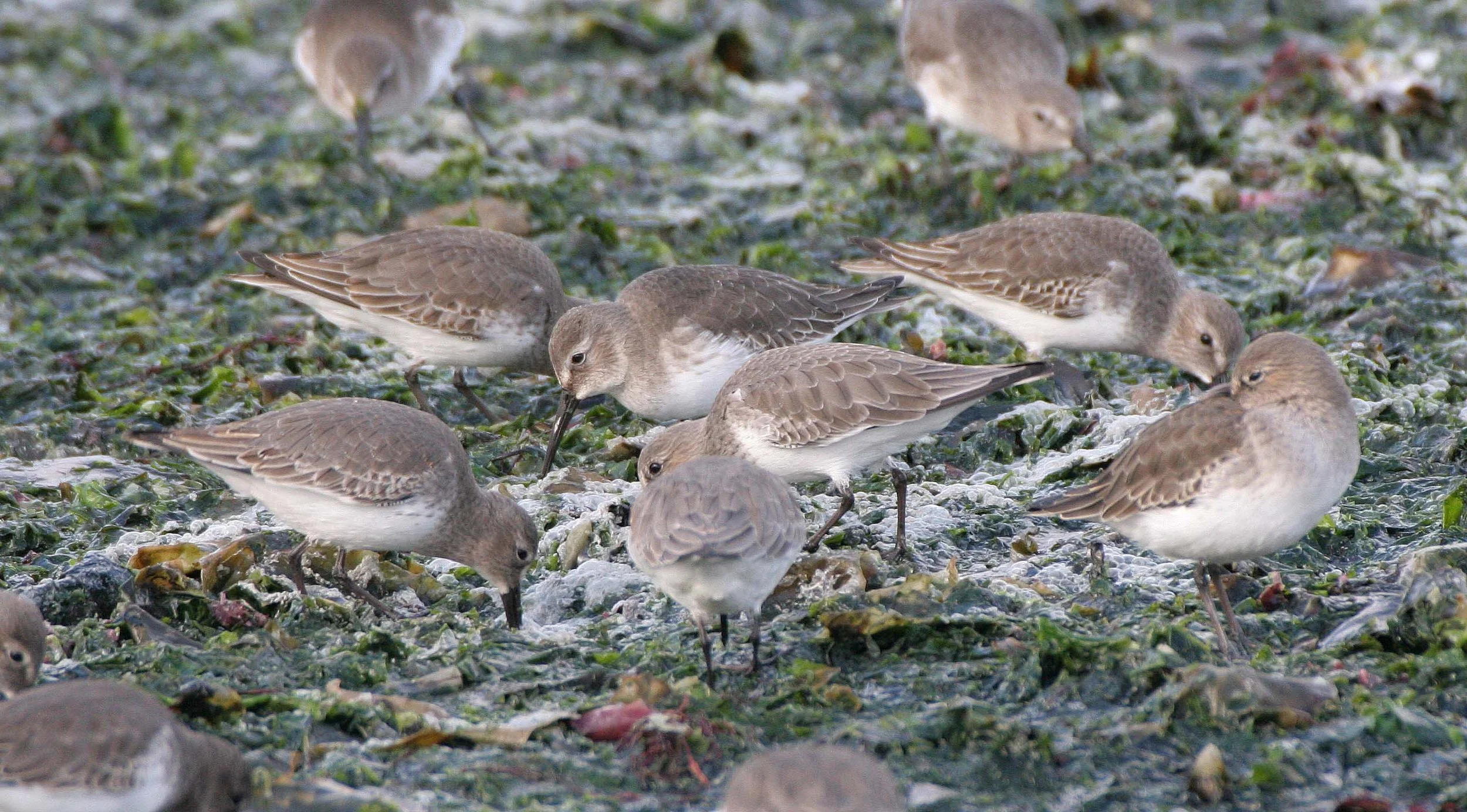 BIRD - DUNLINS - THREE CRABS (19).jpg