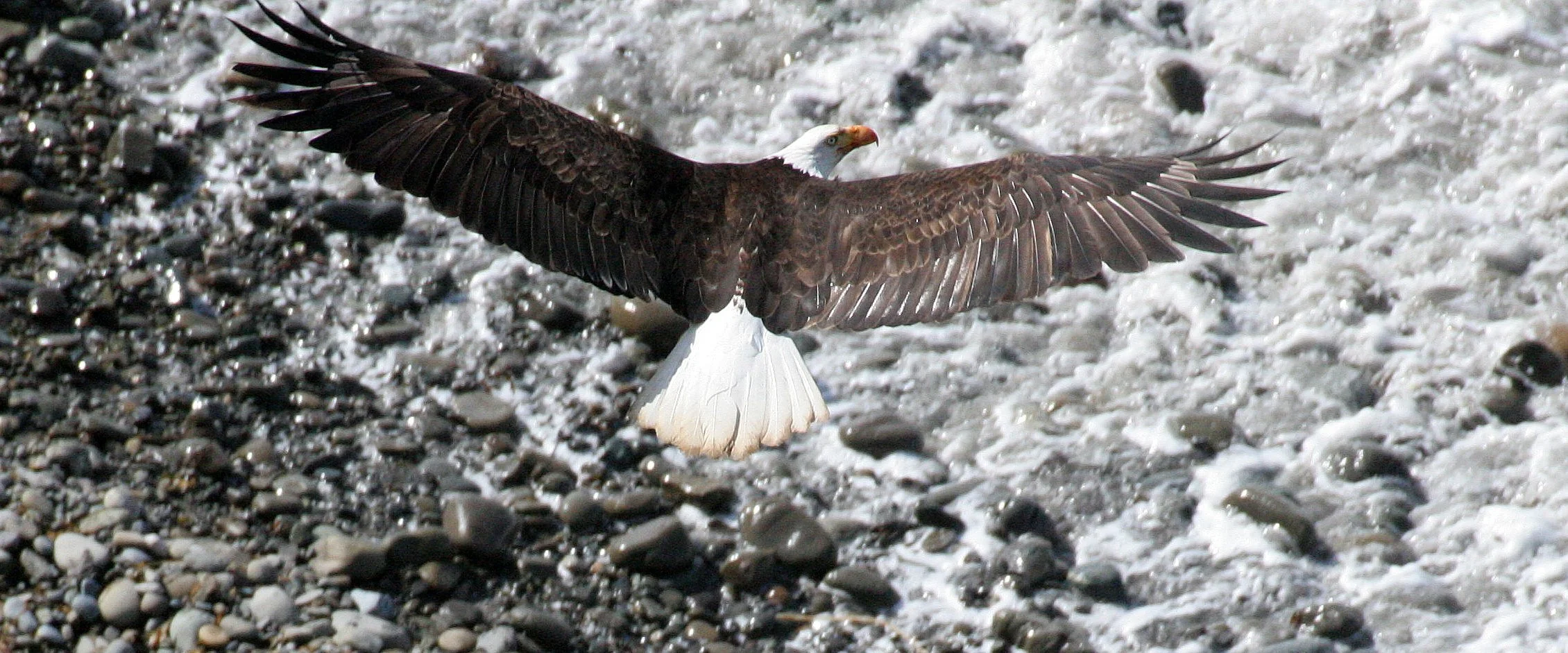 Haliaeetus leucocephalus - AMERICAN BALD EAGLE - LAKE FARM BLUFFS WASHINGTON (257).JPG
