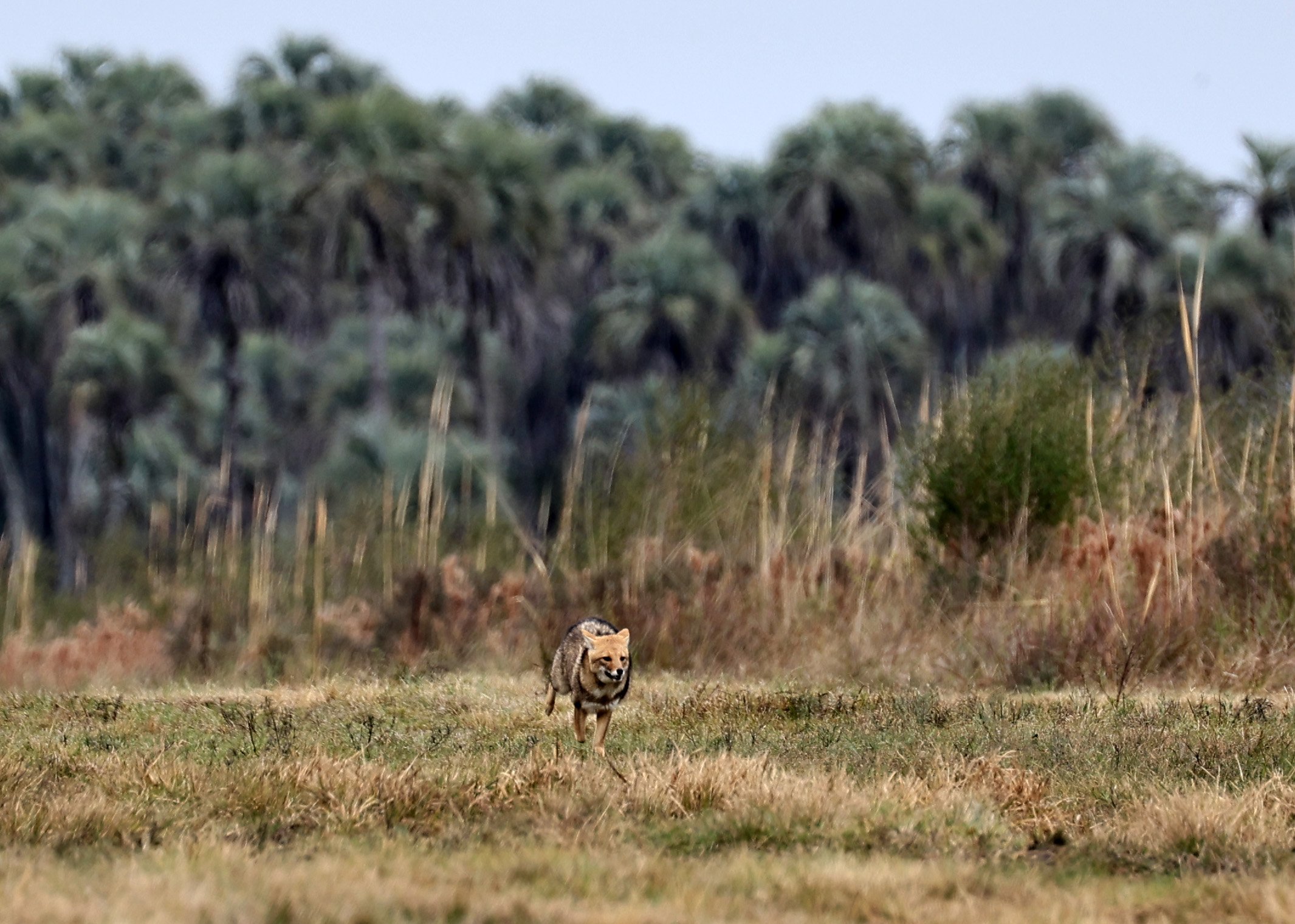 Pampas Fox (Lycalopex gymnocercus) El Palmar National Park, Entre Rios, Argentina (75).jpg
