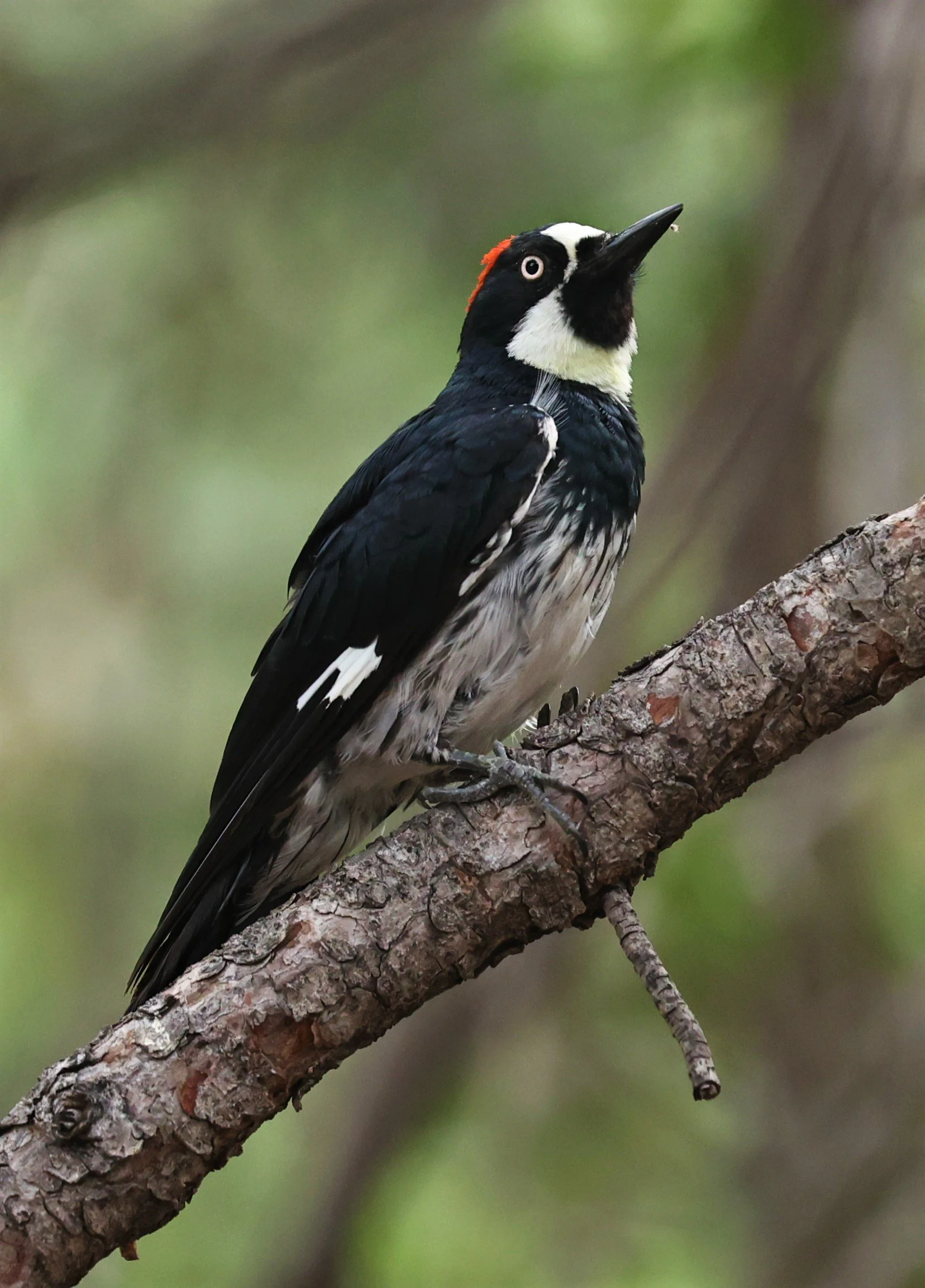 Melanerpes formicivorus - ACORN WOODPECKER - CAVE CREEK ARIZONA AUGUST 2022 (2).jpg