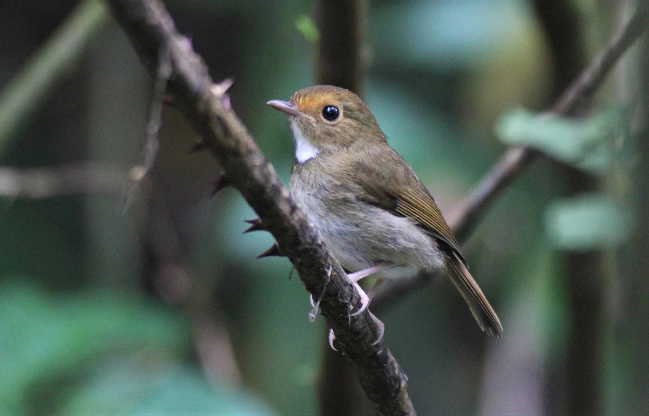 FLYCATCHER - RUFOUS-BROWED FLYCATCHER - Anthipes solitaris - CHONG YEN CAMPSITE MAE WONG NP (8).jpg