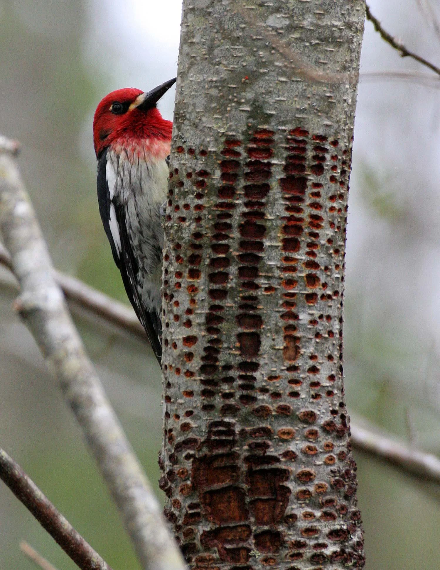BIRD - WOODPECKER - SAPSUCKER - RED-BREASTED SAPSUCKER - SPHYRAPICUS RUBER - LAKE FARM TRAILS WA (14).JPG