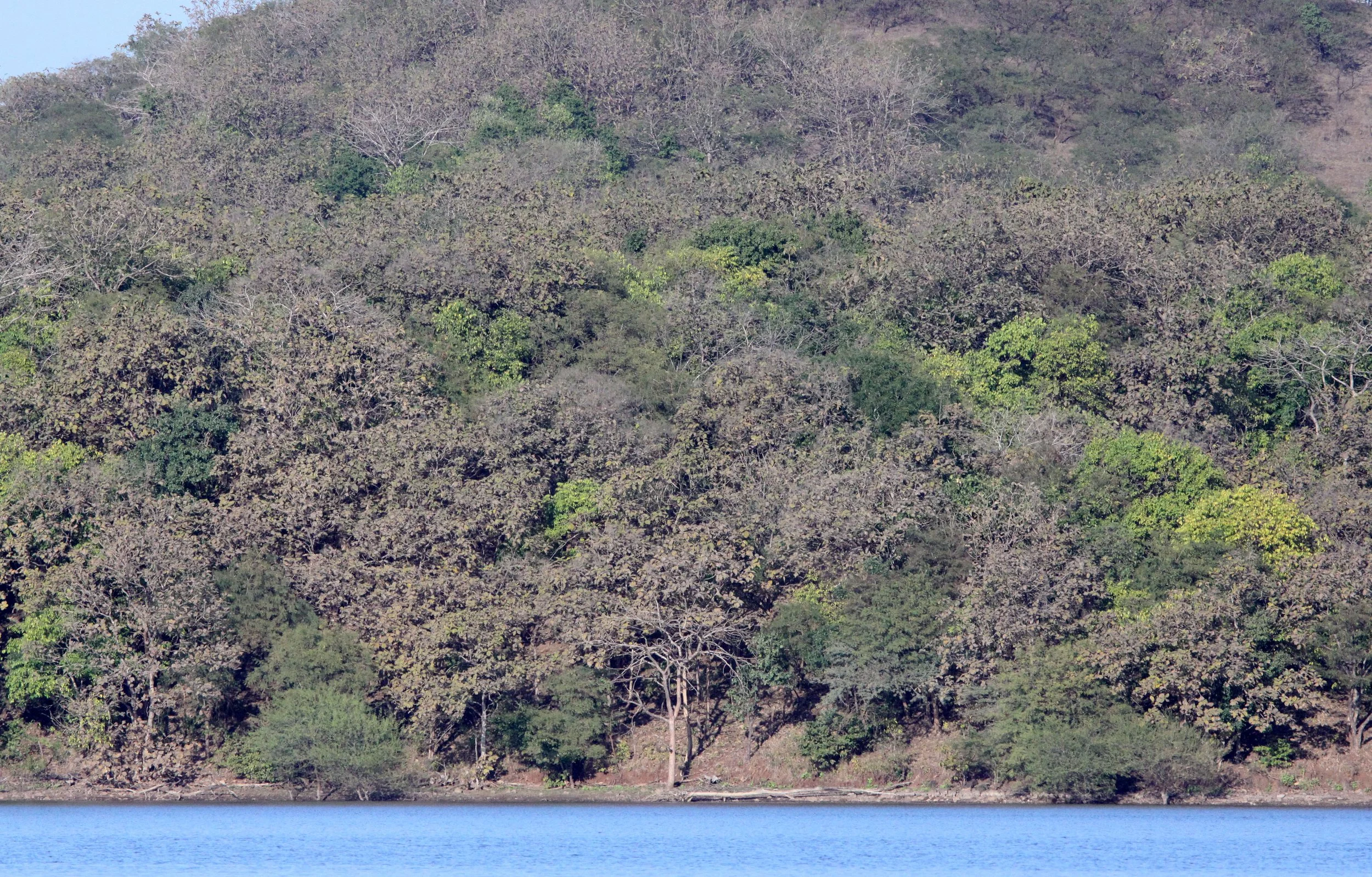 GUJARAT - GIR FOREST GUJARAT INDIA (8).JPG