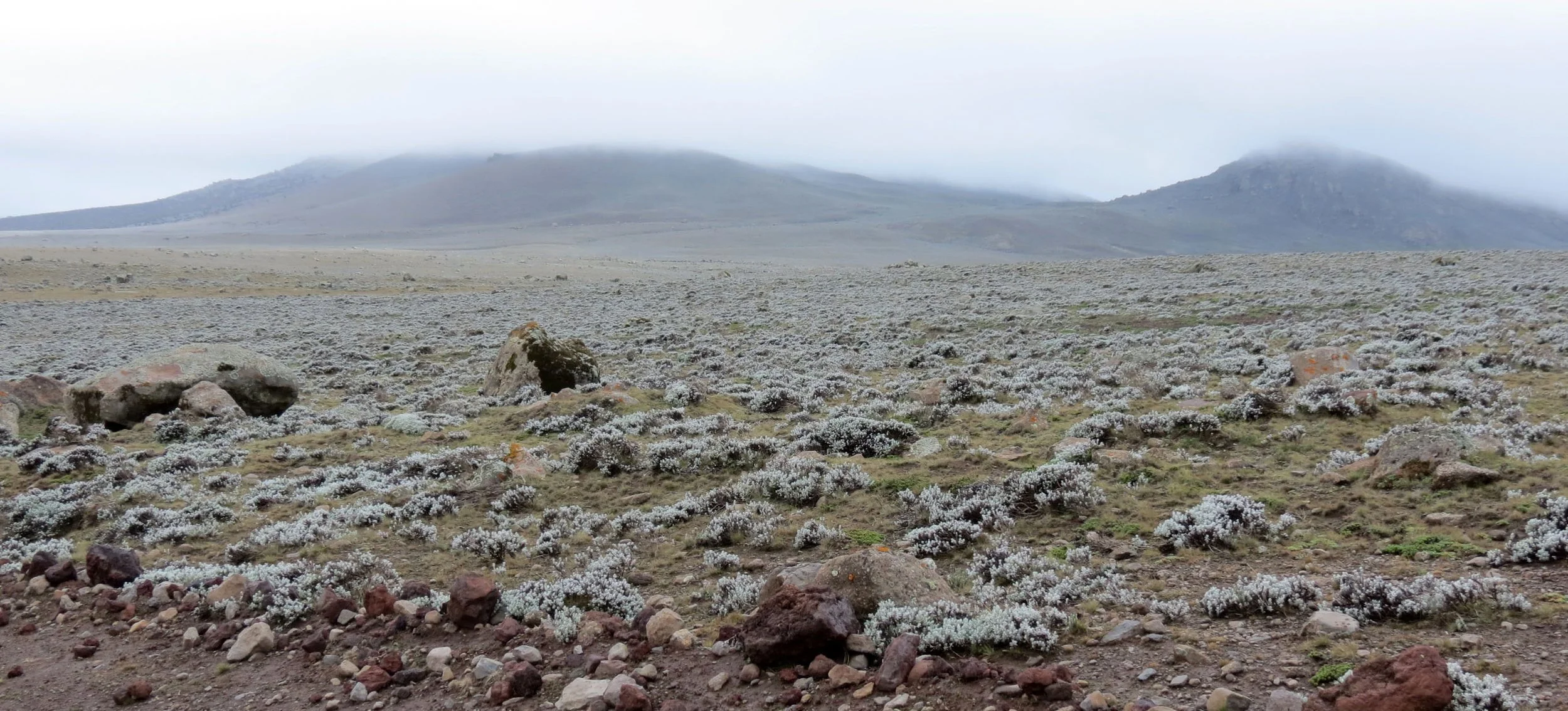 BALE MOUNTAINS NATIONAL PARK - SANETTI PLATEAU - ETHIOPIA (43).JPG