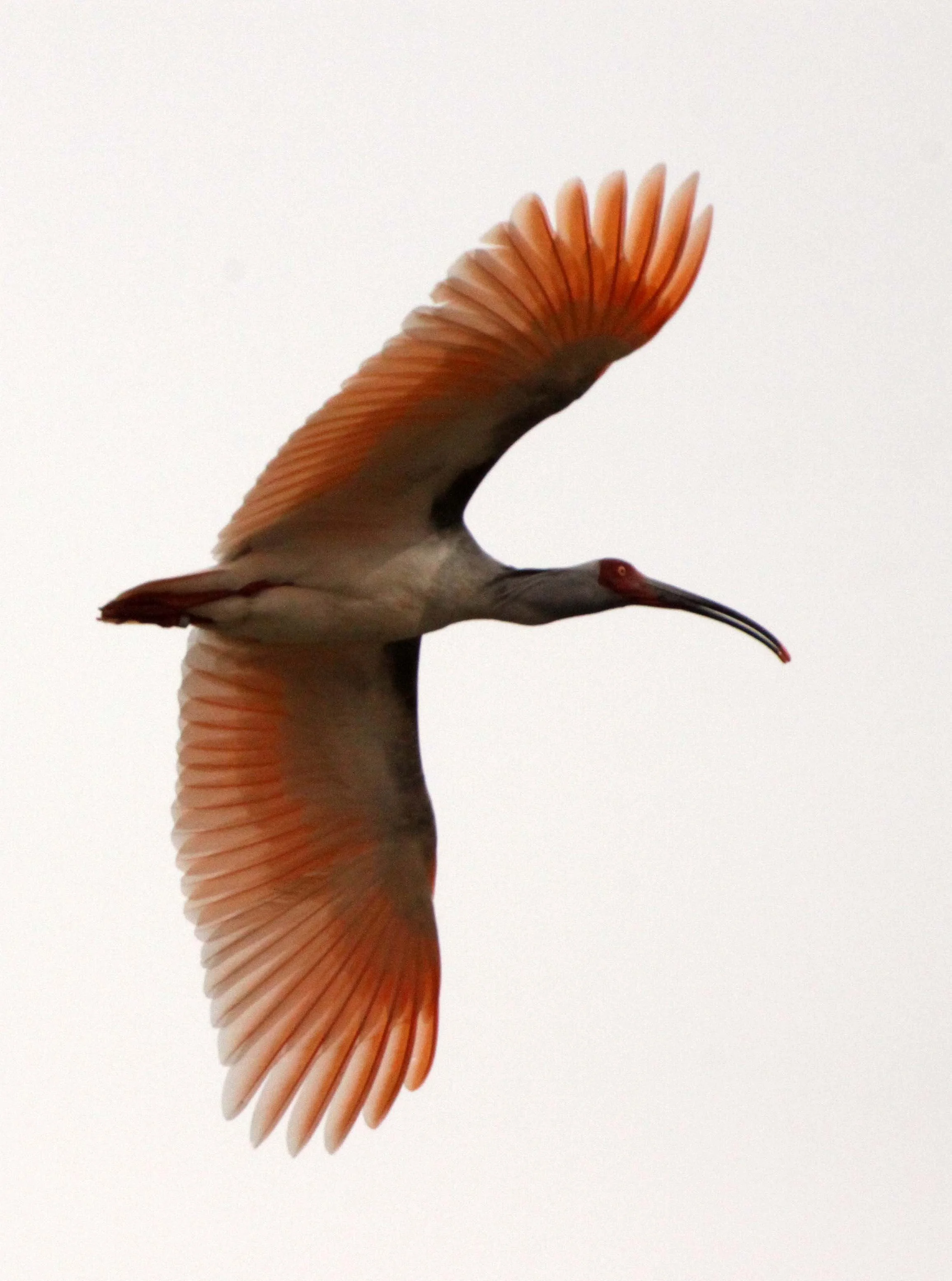 IBIS - CRESTED IBIS - Nipponia nippon - YANG COUNTY SHAANXI PROVINCE CHINA (60).JPG