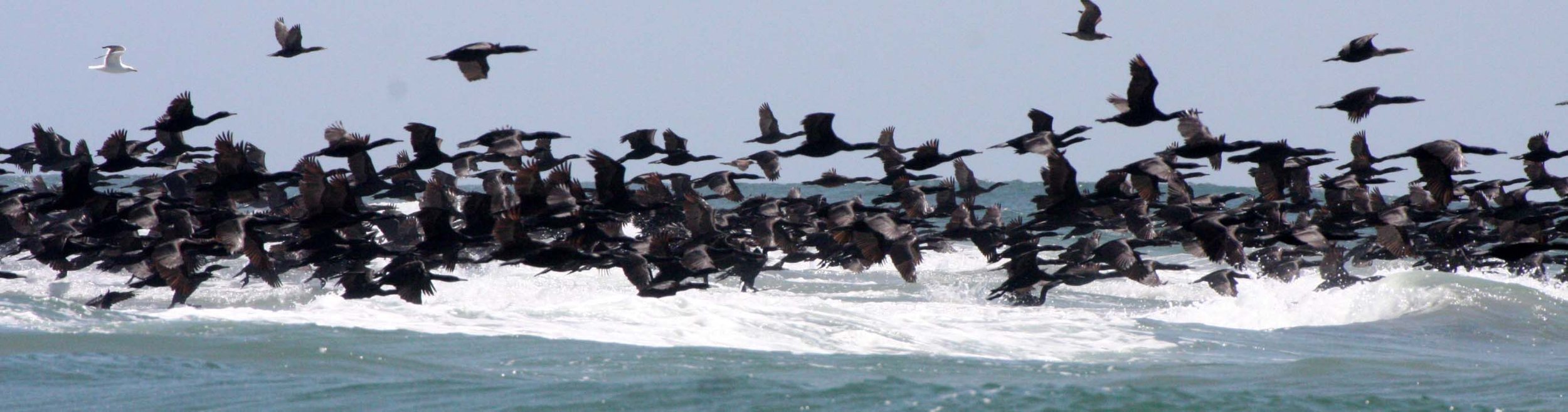 Urile penicillatus - Brandt's Cormorant - San Ignacio Lagoon, Baja California (55).JPG
