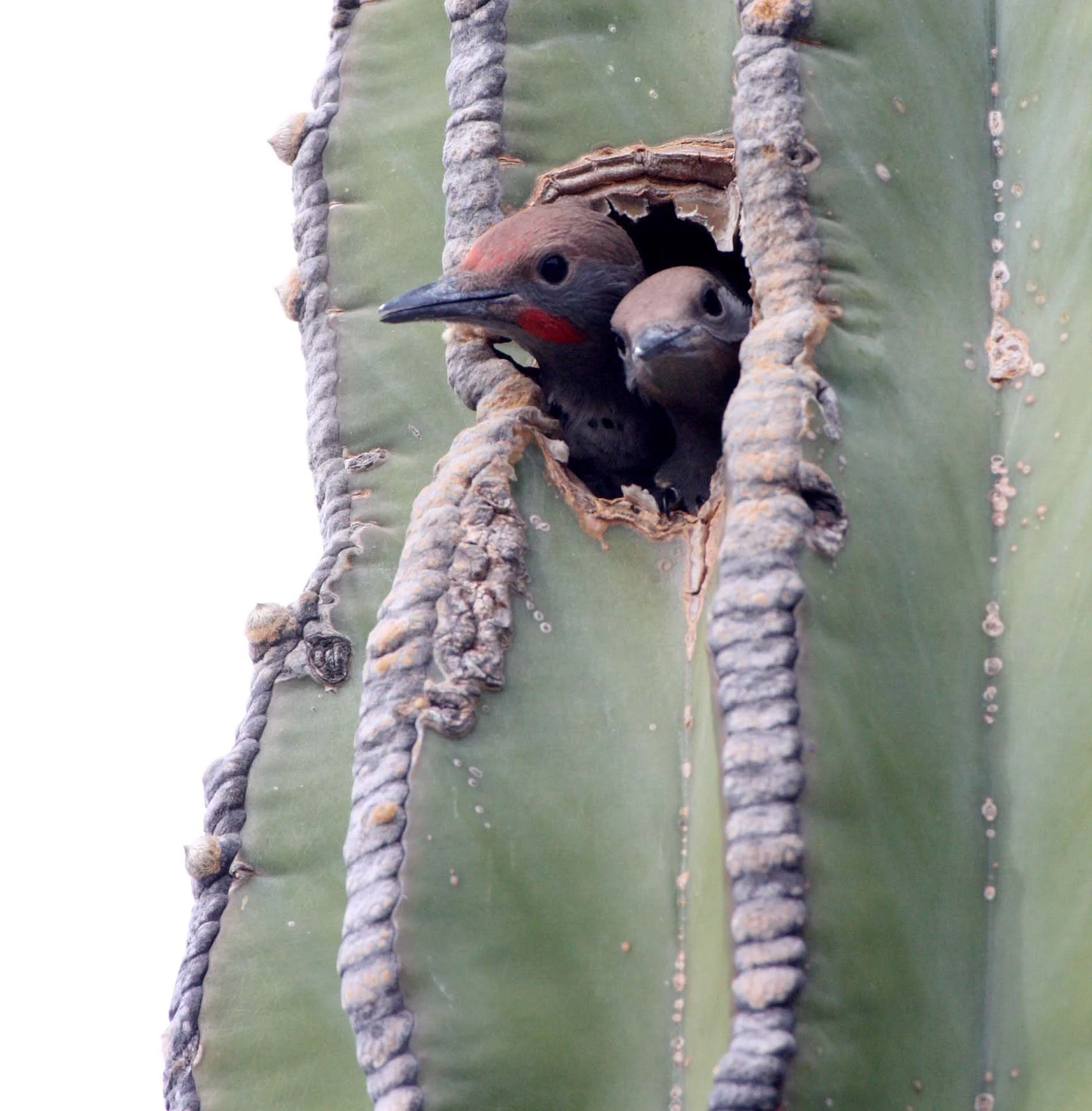 BIRD - WOODPECKER - FLICKER - GILDED FLICKER - COLAPTES CHRYSOIDES - SAN IGNACIO DESERT BAJA - IN CARDON CACTUS - MEXICO (21).JPG