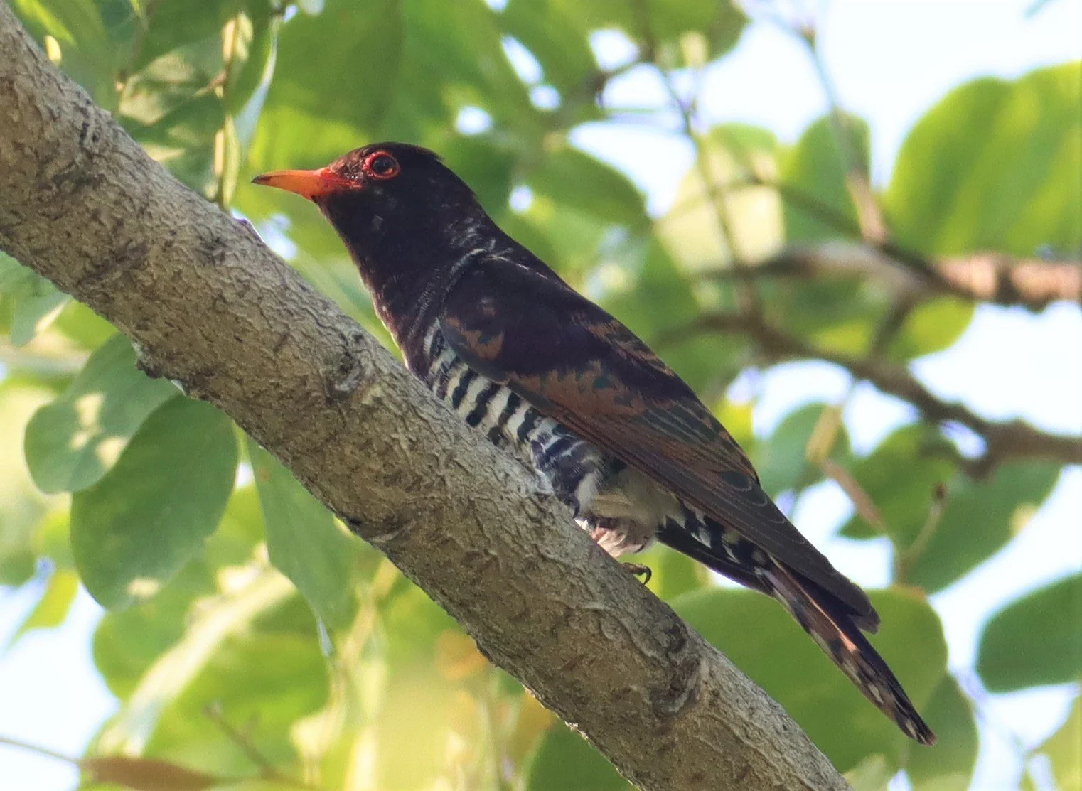 Violet Cuckoo (Chrysococcyx xanthorhynchus) Rama IX Park Bangkok (4).jpg