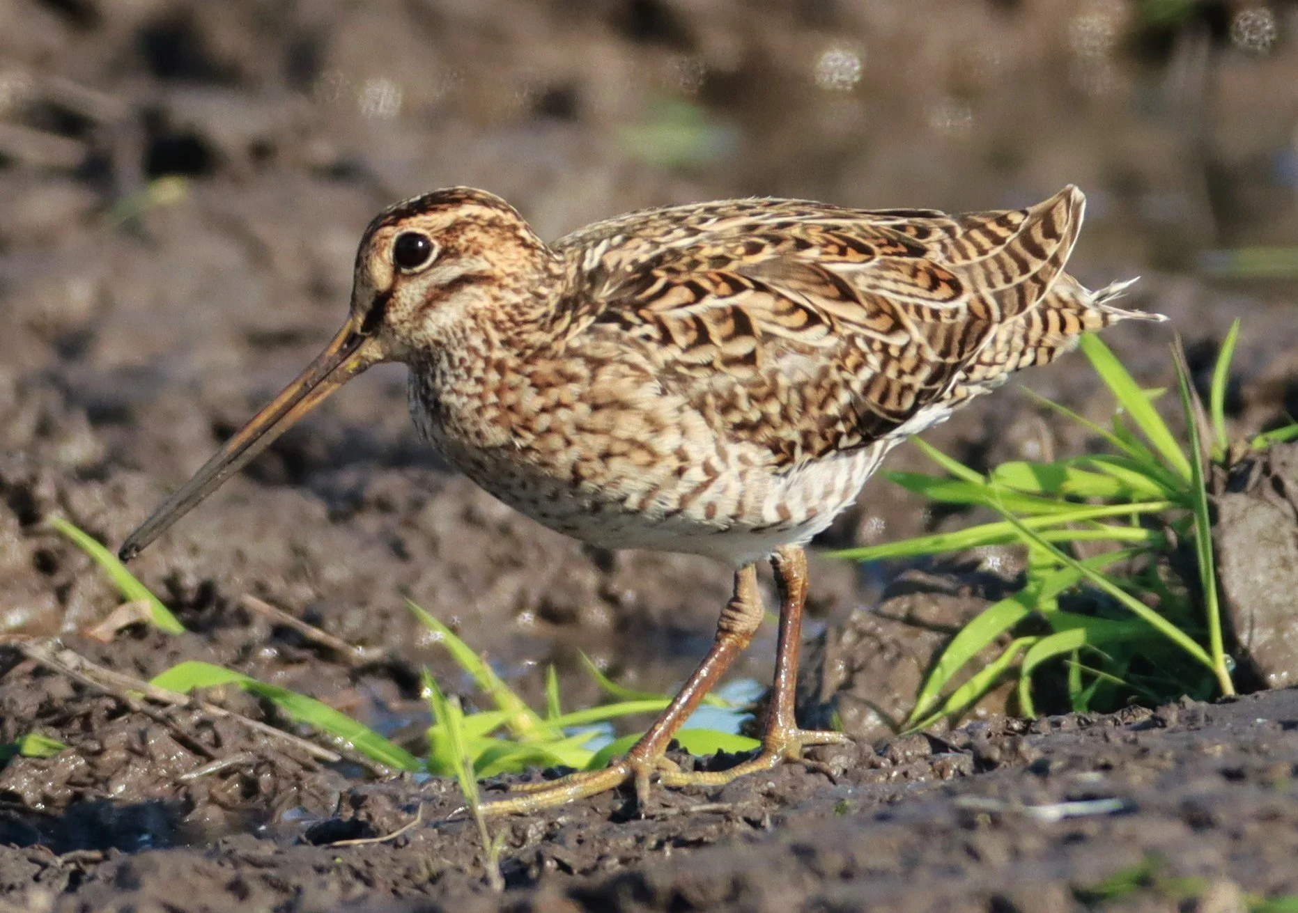 SNIPE - PINTAIL SNIPE - Gallinago stenura - PATHUM THANI RICE RESEARCH CENTER AUGUST 24 2021 (135).jpg