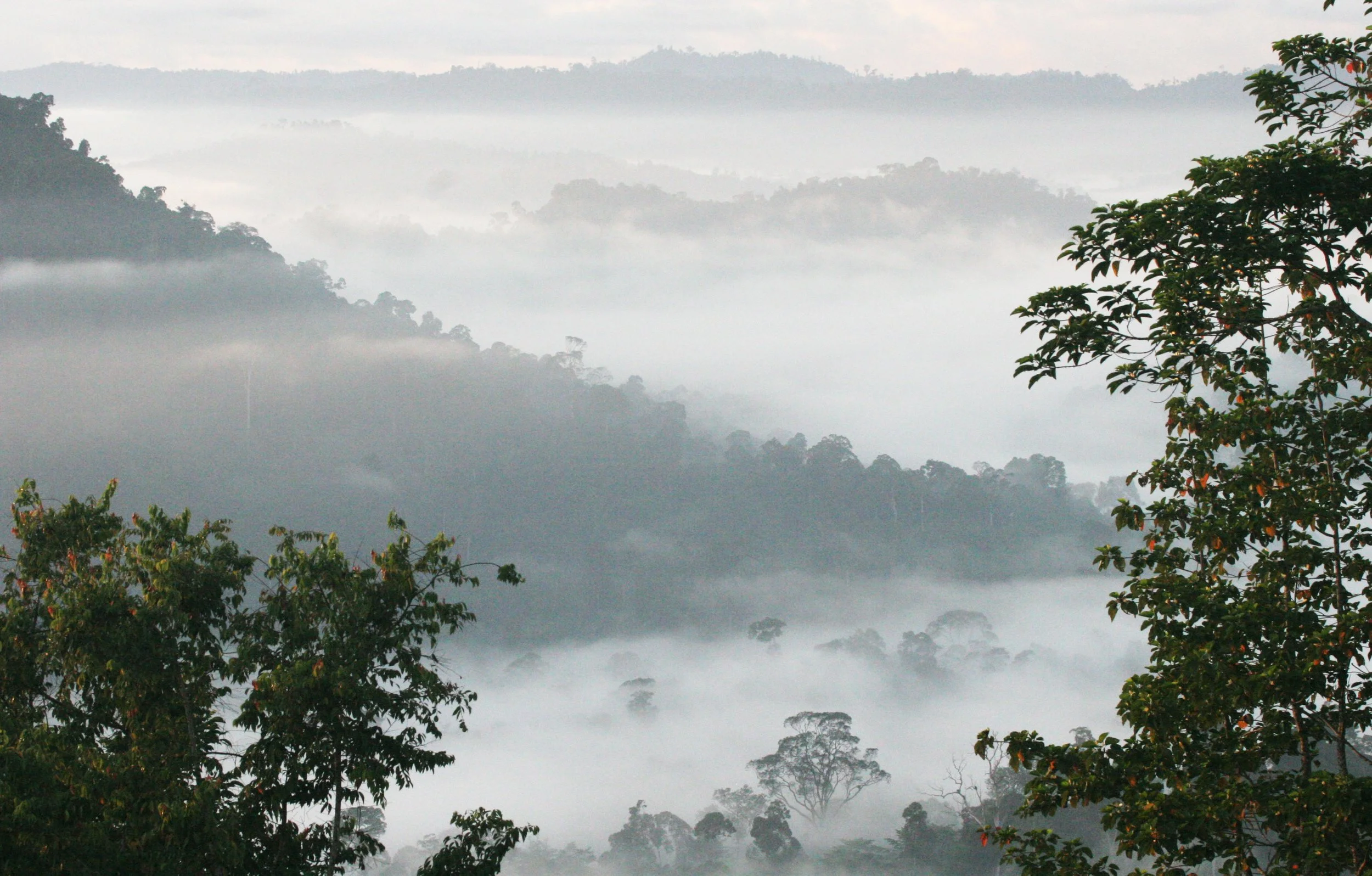 DANUM VALLEY BORNEO - SUNRISE OVER THE DANUM (86).JPG