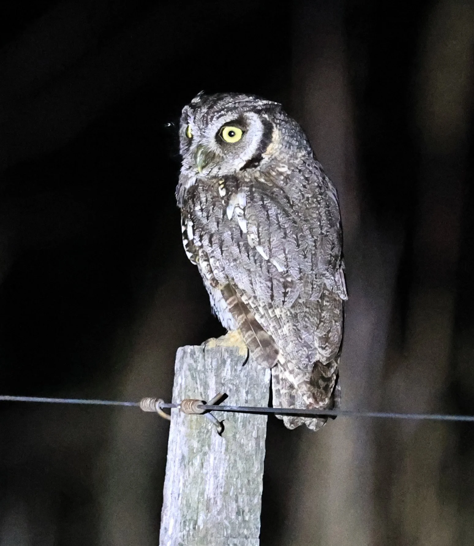 Tropical Screech-Owl (Megascops choliba) Hotel Campestre Iparoma Paraguay (5).jpg