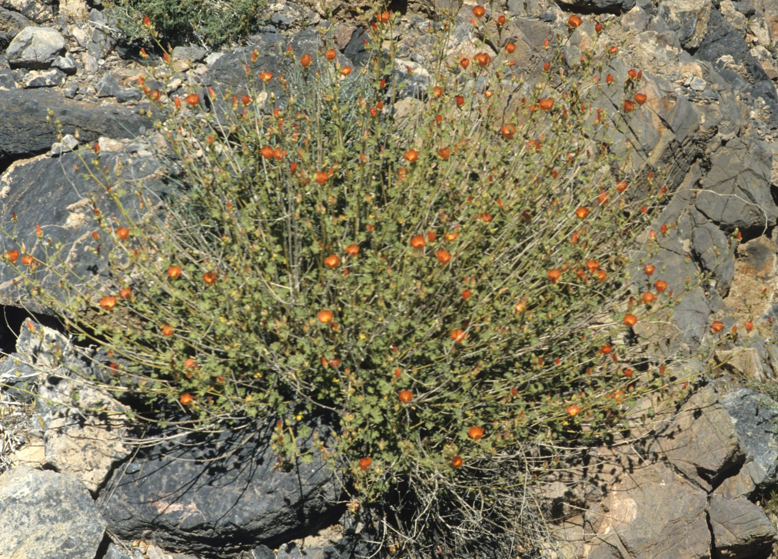 DEATH VALLEY - SPHAERALCEA AMBIGUA - DESERT GLOBE MALLOW.jpg