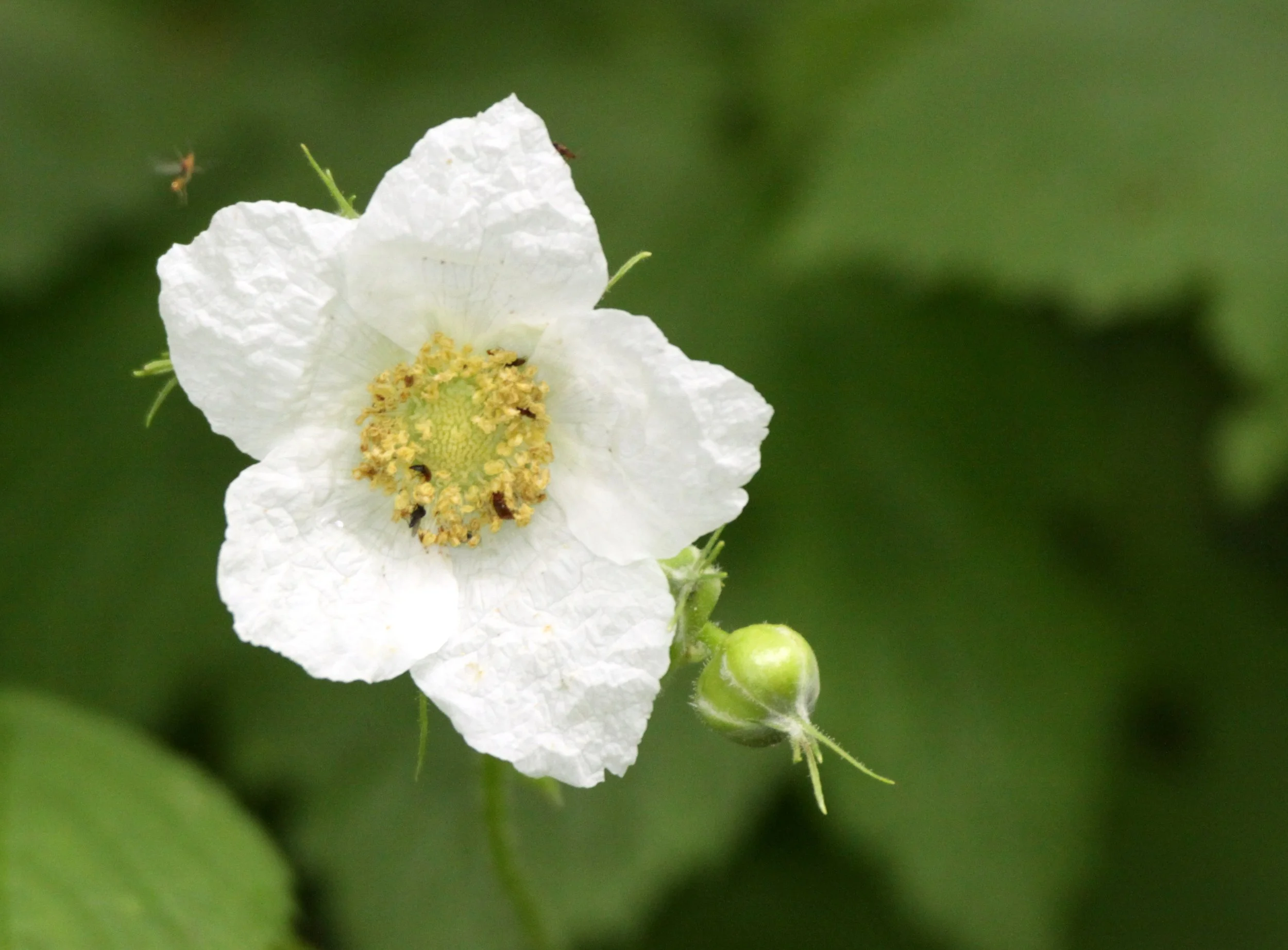 ROSACEAE - THIMBLEBERRY - THOMPSON SOUND BC (2).JPG