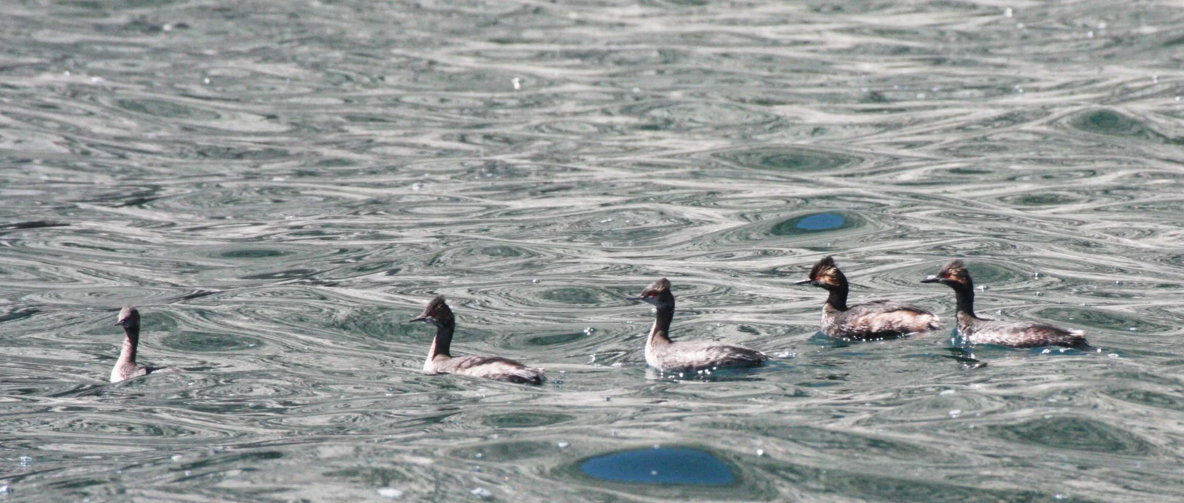 Eared Grebe (Podiceps nigricollis) Isla Santa Catalina Baja Mexico (2).JPG