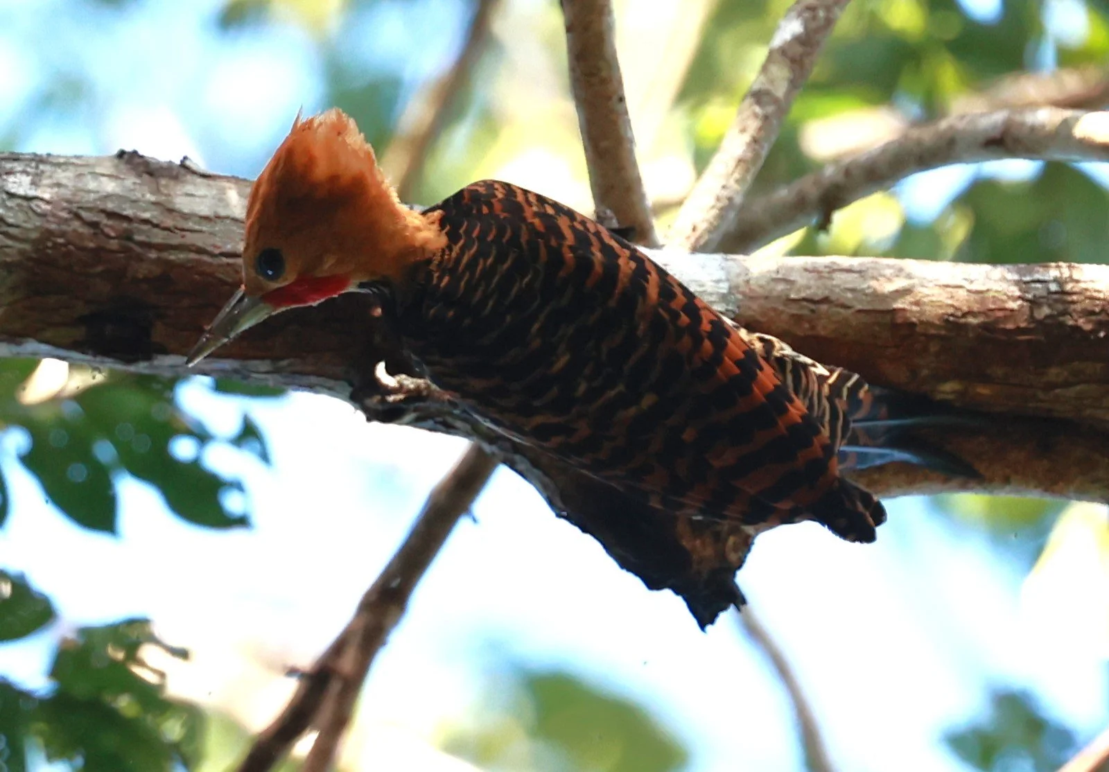 Woodpecker - Ringed Woodpecker - Celeus torquatus - Illeus, Bahia Brazil, Una Township Area (2).JPG